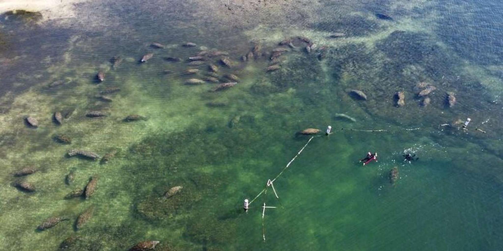 Crystal River Manatee Swim Tour - Image 6
