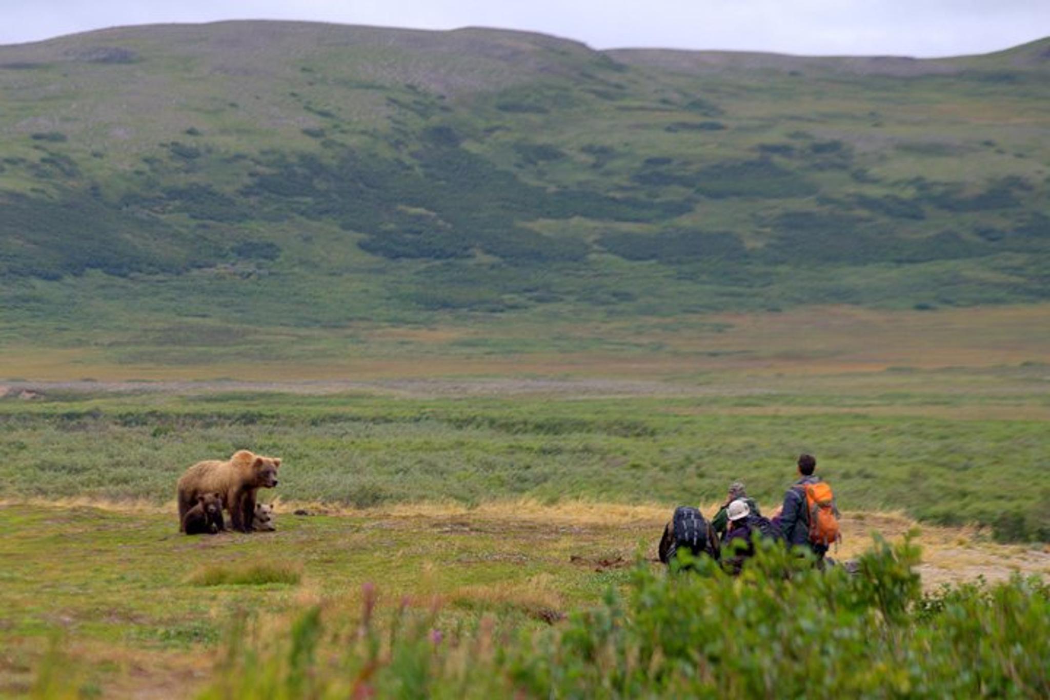 Katmai and Lake Clark Bear Viewing Adventure - Image 5