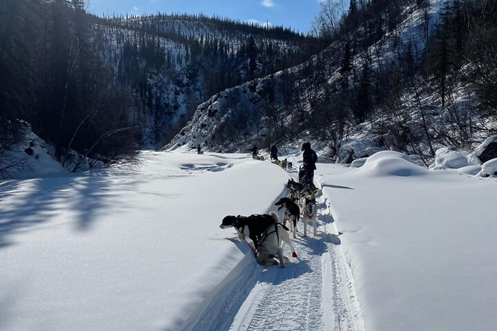 Fairbanks Husky Adventure with Your Own Dog Team 5 Days - Image 3
