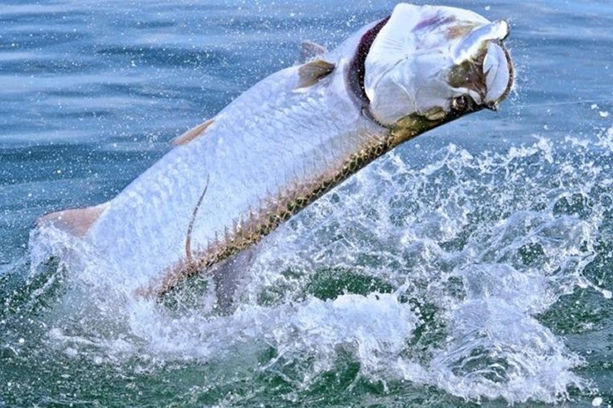 Boca Grande Inshore Fishing Charter - Image 6