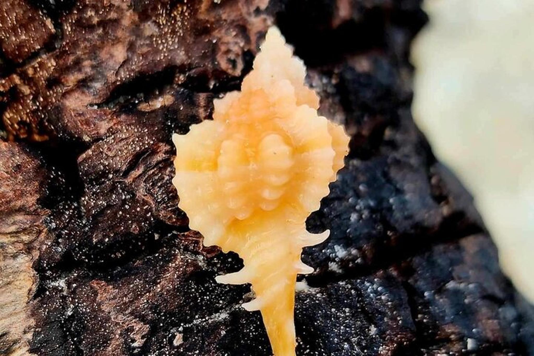 Marco Island Shelling and Dolphin EcoTour 3 hr - Image 2