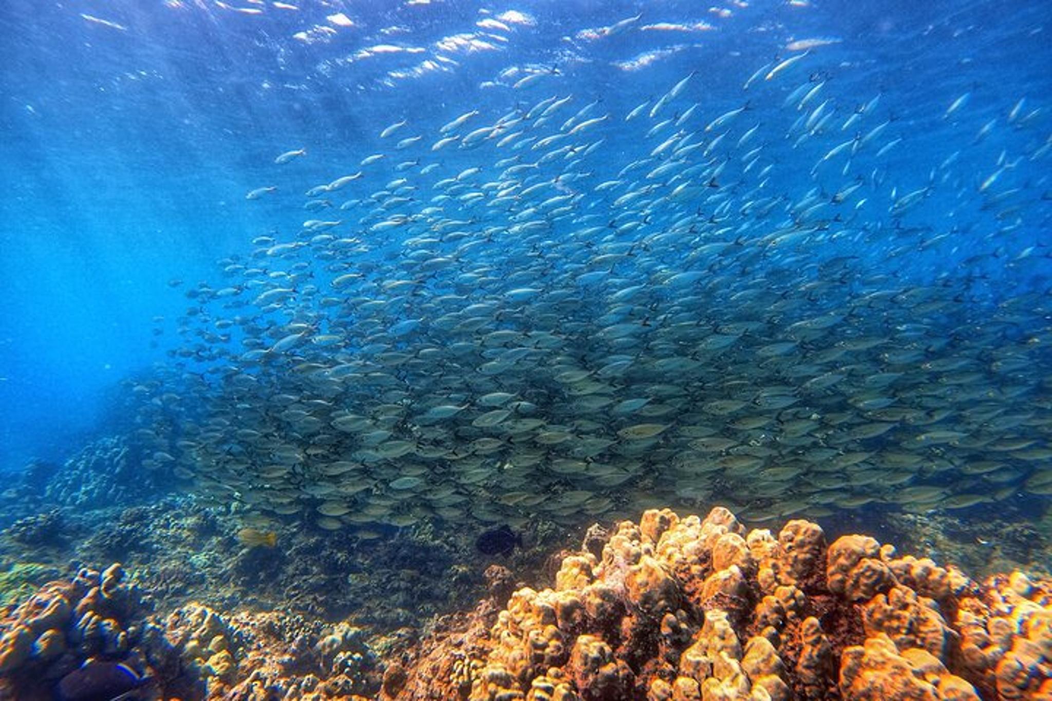 Maui Scuba Diving Adventure 1 hr - Image 2