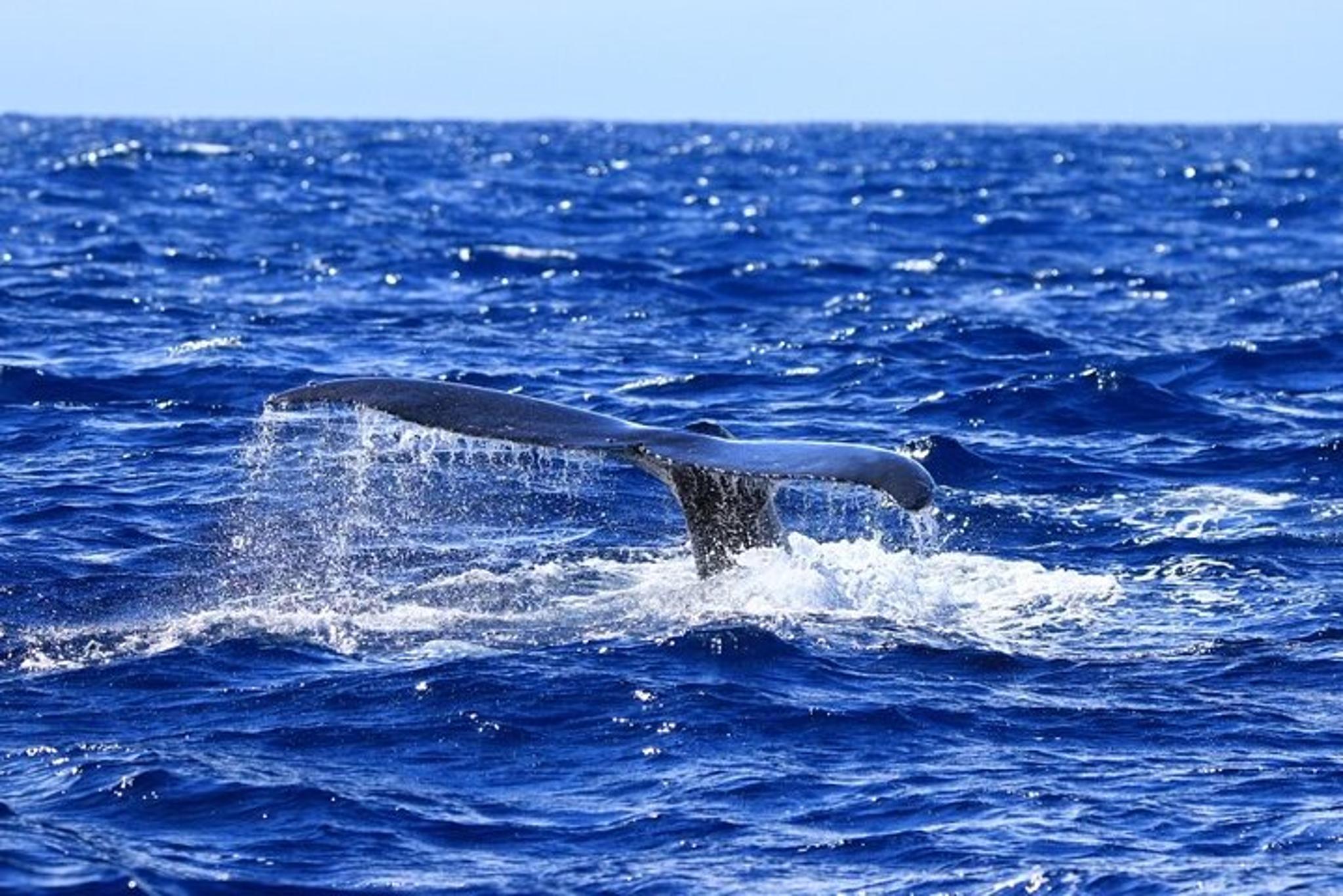 Kona Whale Watching Tour 2.5 Hr