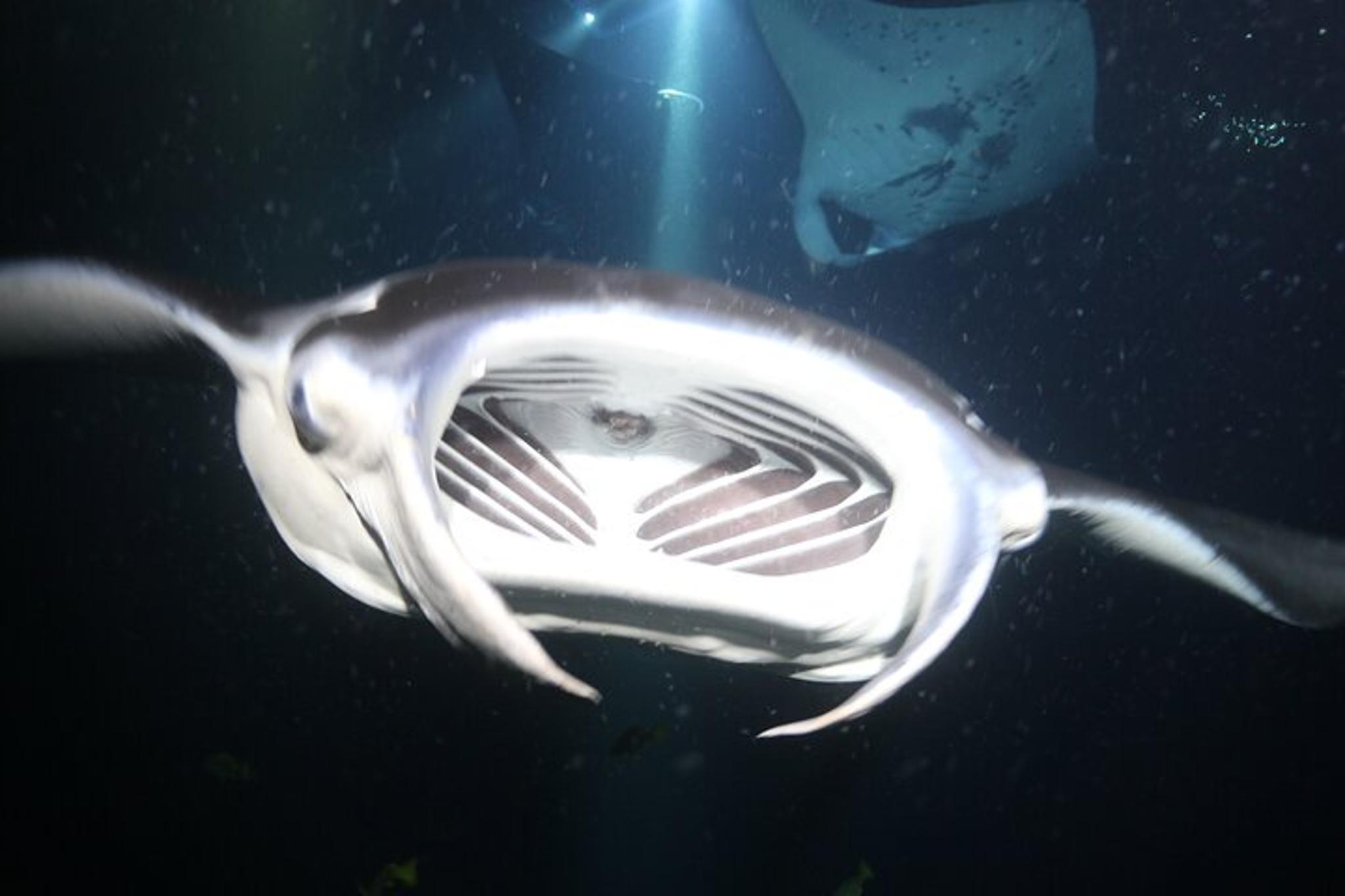 Kona Manta Ray Night Snorkel Tour 90 Min