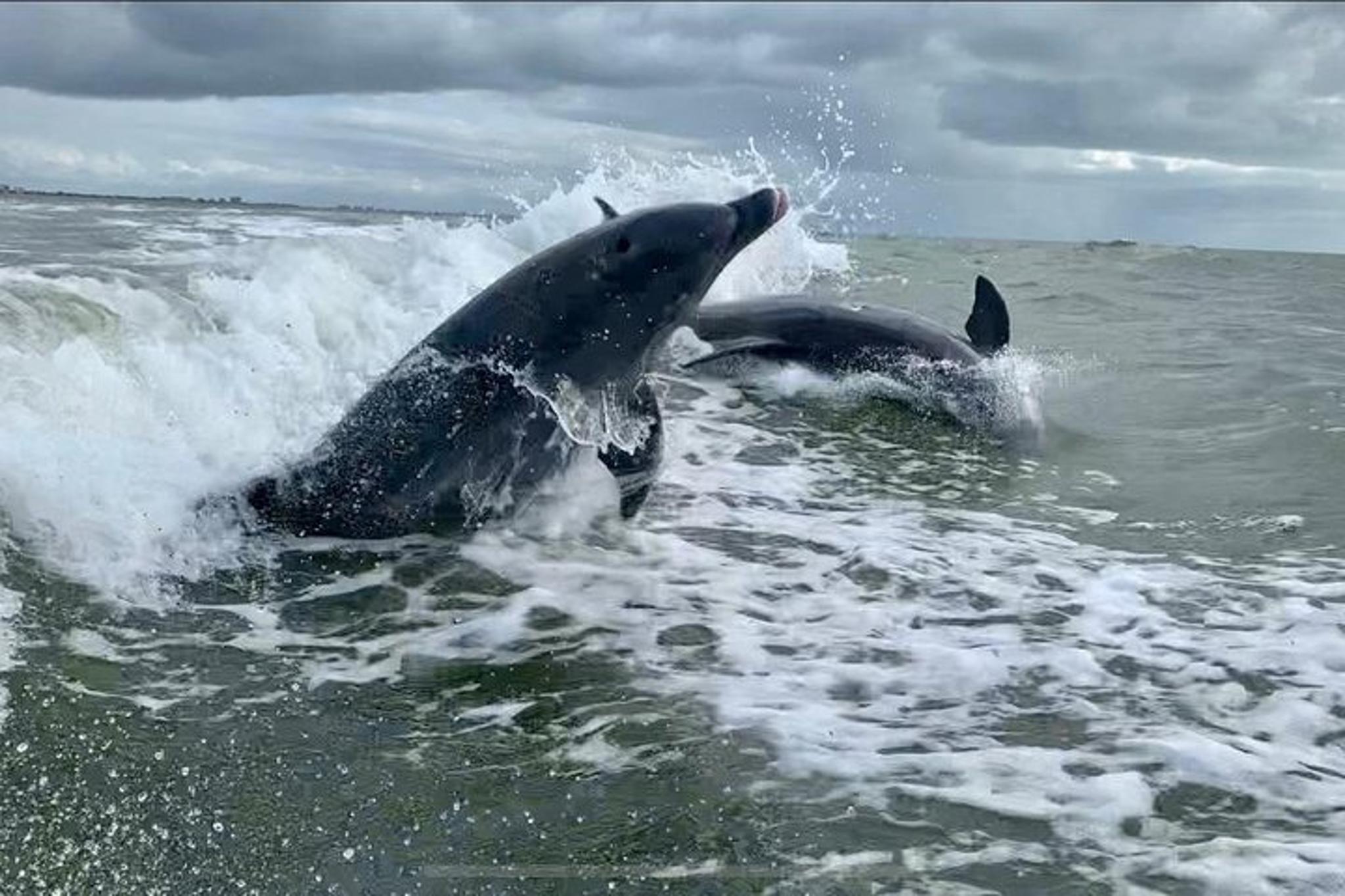 Fort Myers Beach Dolphin Tour - Image 3