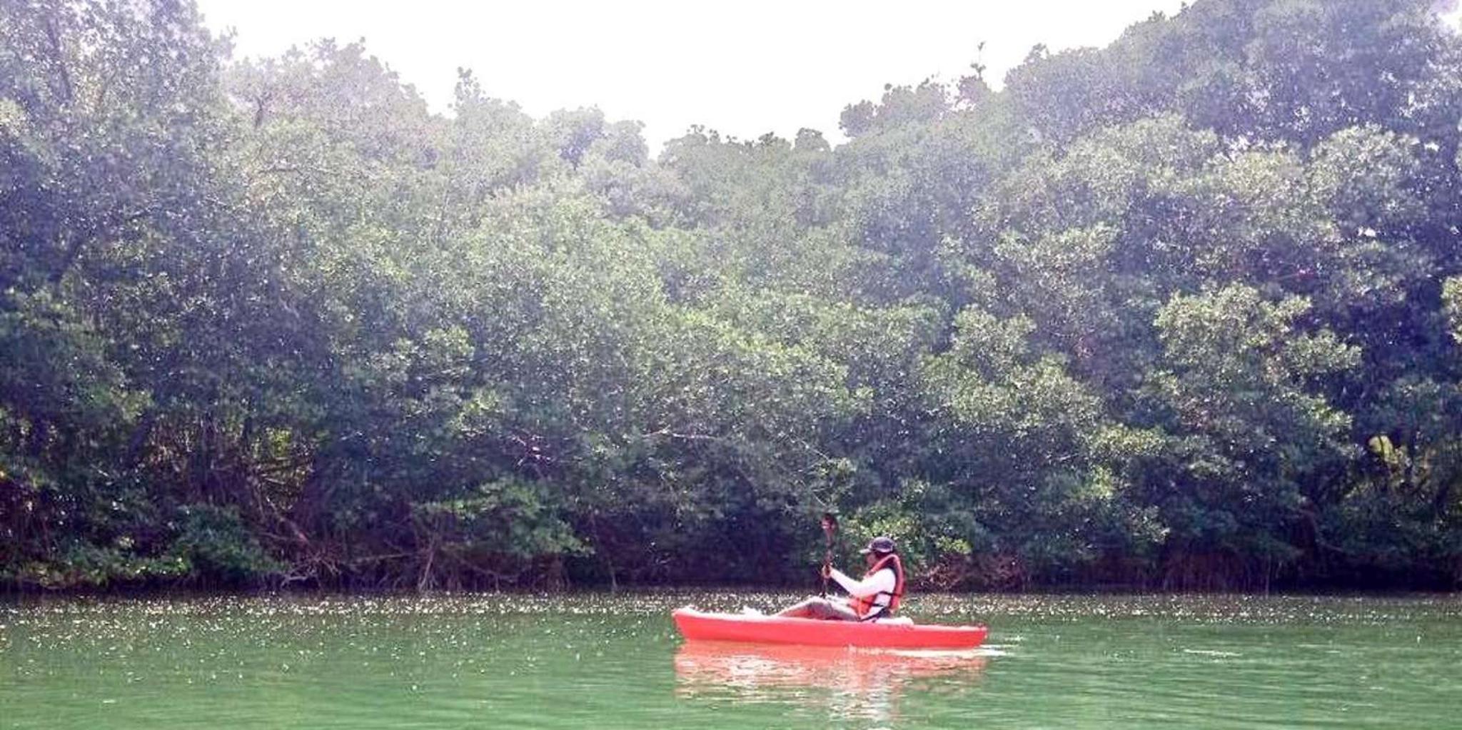 Miami Paddleboard or Kayak Tour in Manatee Season