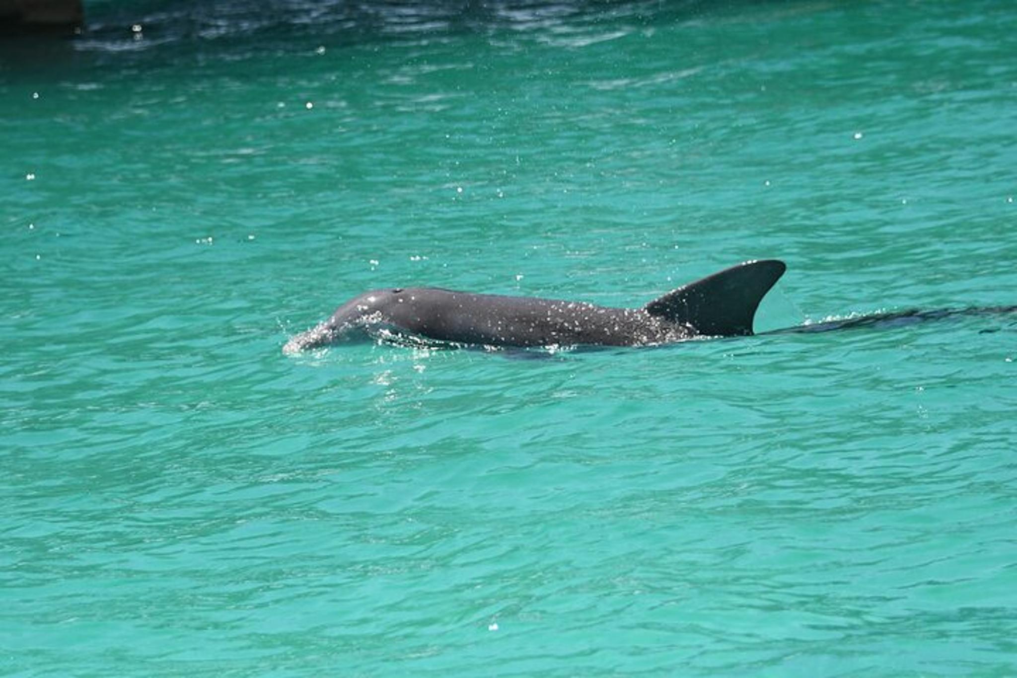Destin Dolphin Spotting Ride - Image 2