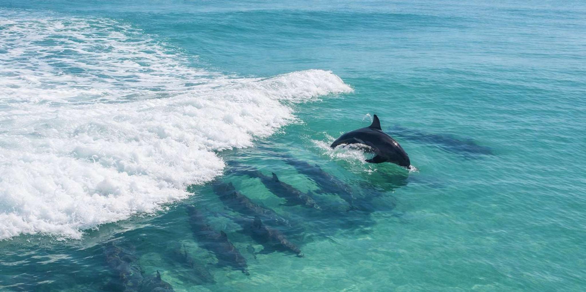 Panama City Beach Dolphin Watching Cruise