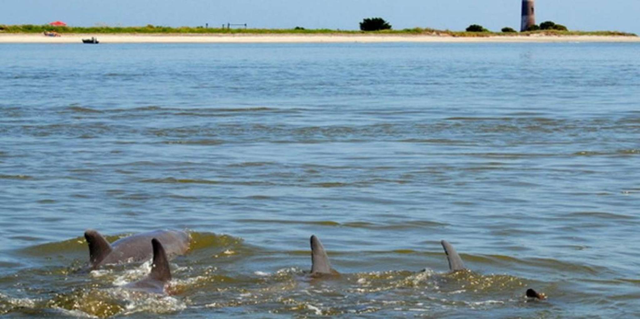 Charleston Morris Island Lighthouse Eco-Boat Tour - Image 2