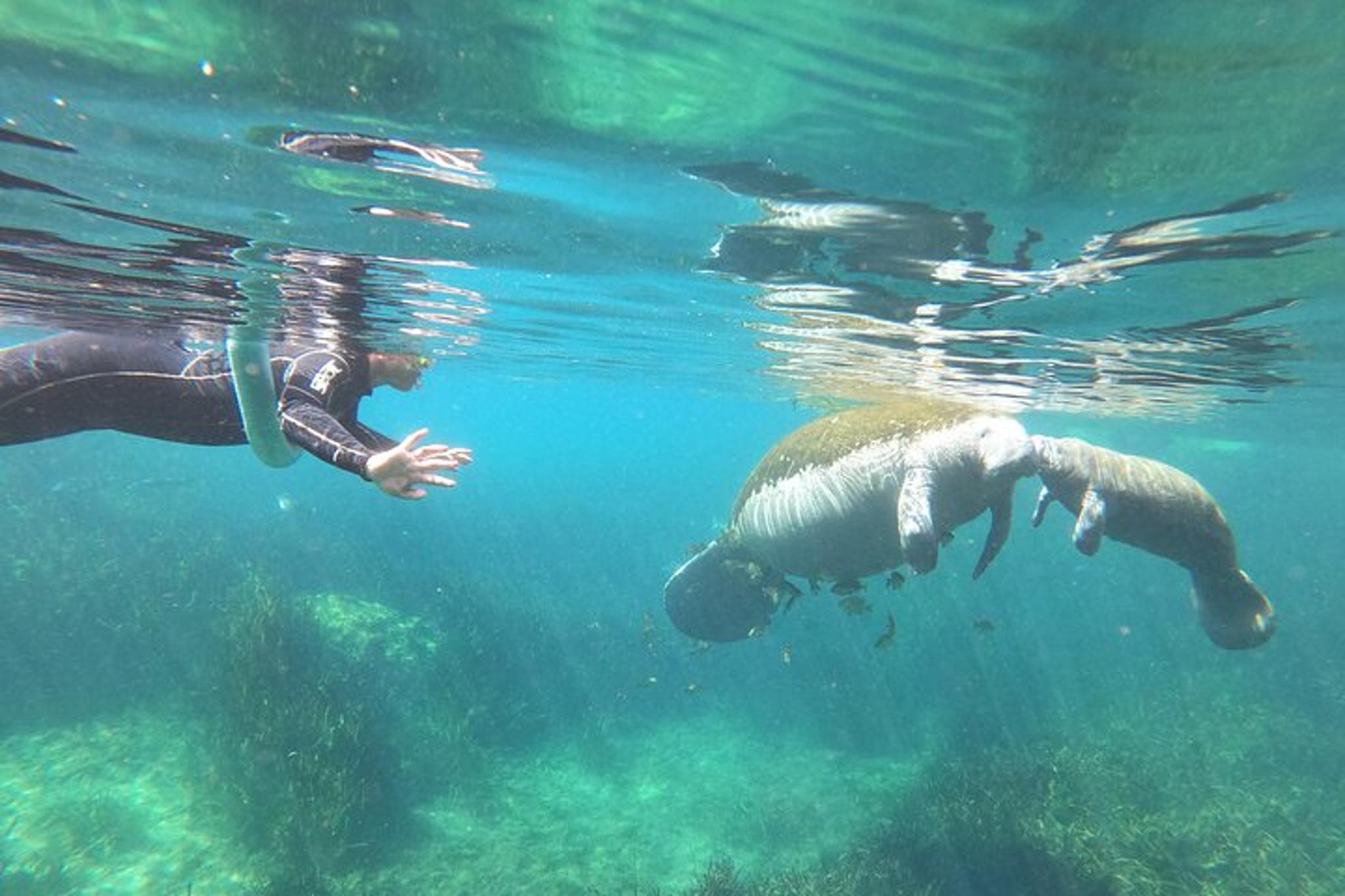 Crystal River Manatee Snorkel Tour 4 hr