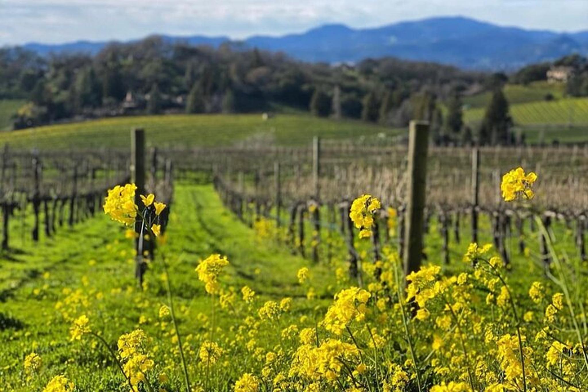 Napa Valley Wine Tour with Local Sommelière - Image 4