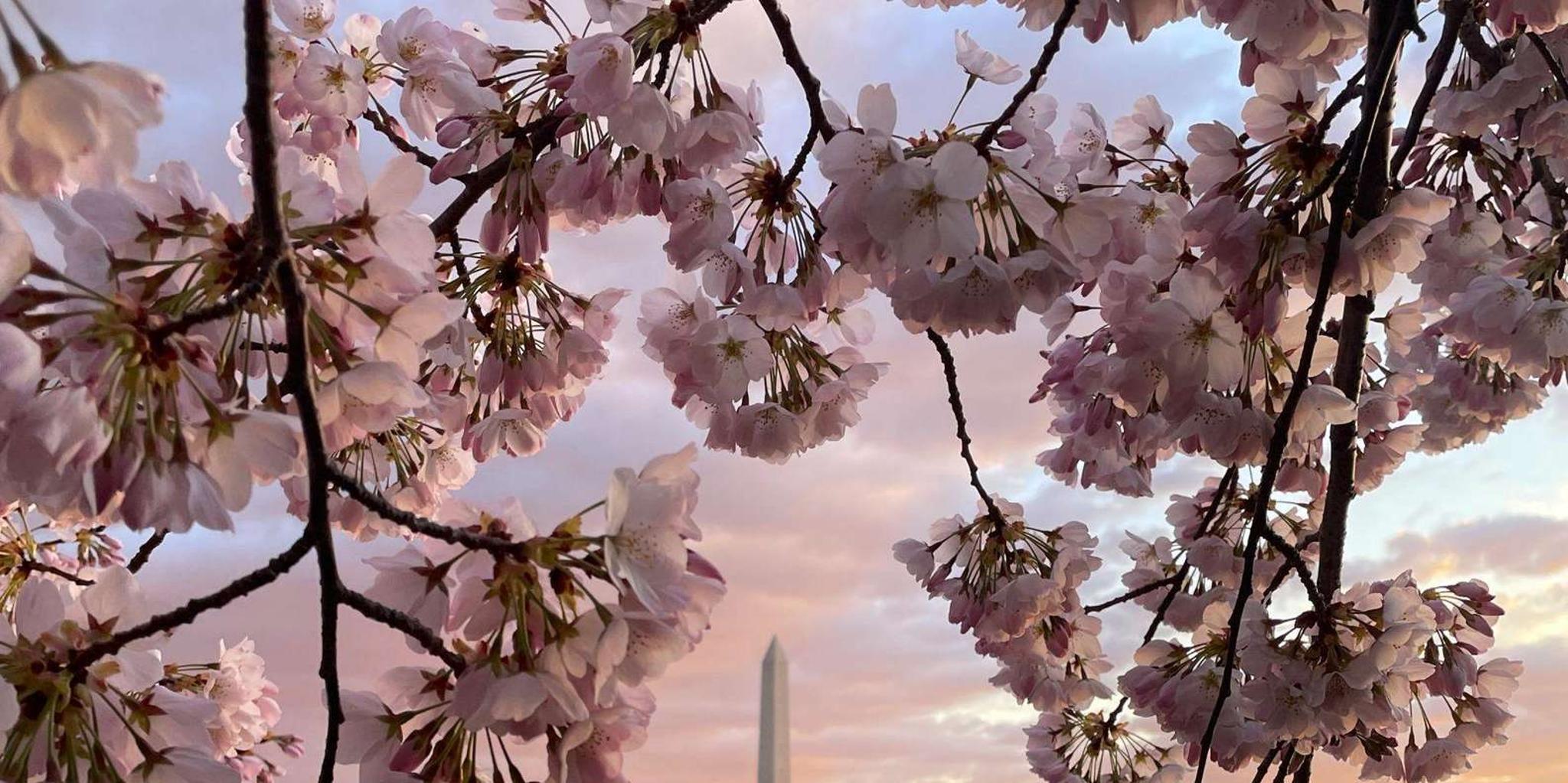 Washington DC Cherry Blossom Bike Tour - Image 2