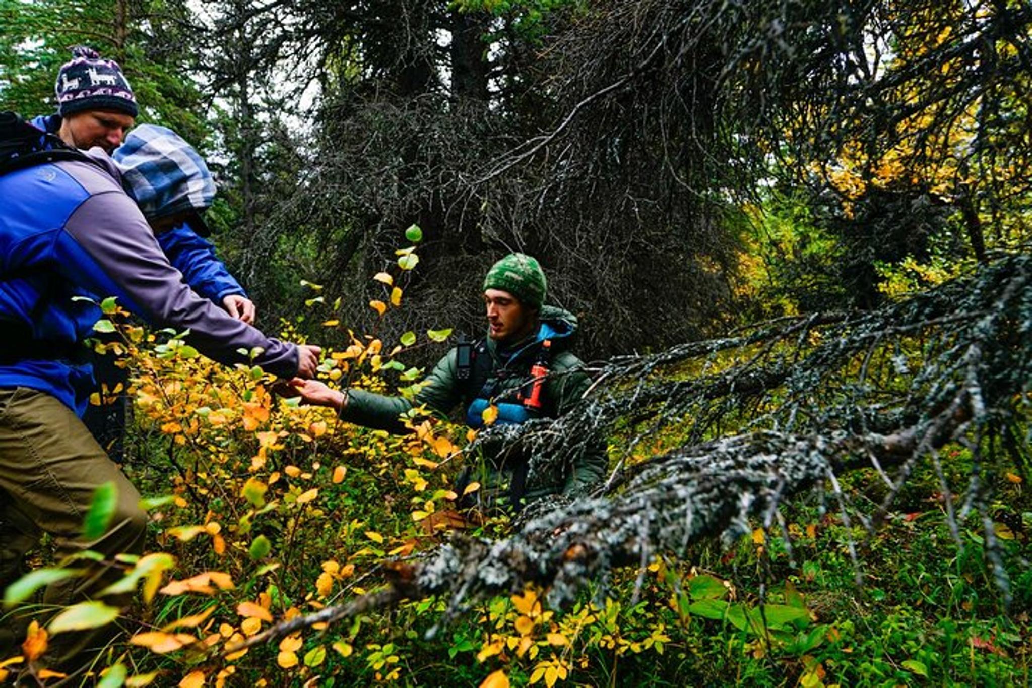Denali Primitive Survival Workshop 4 hr - Image 5