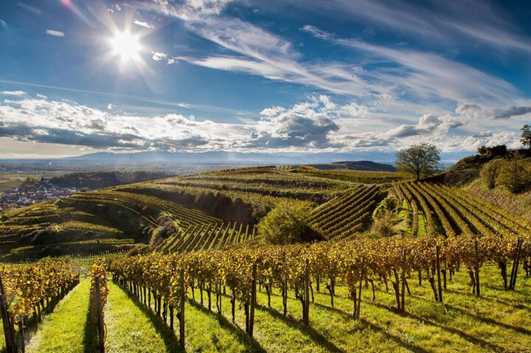 Santa Ynez Valley Wine Tasting Tour - Image 3