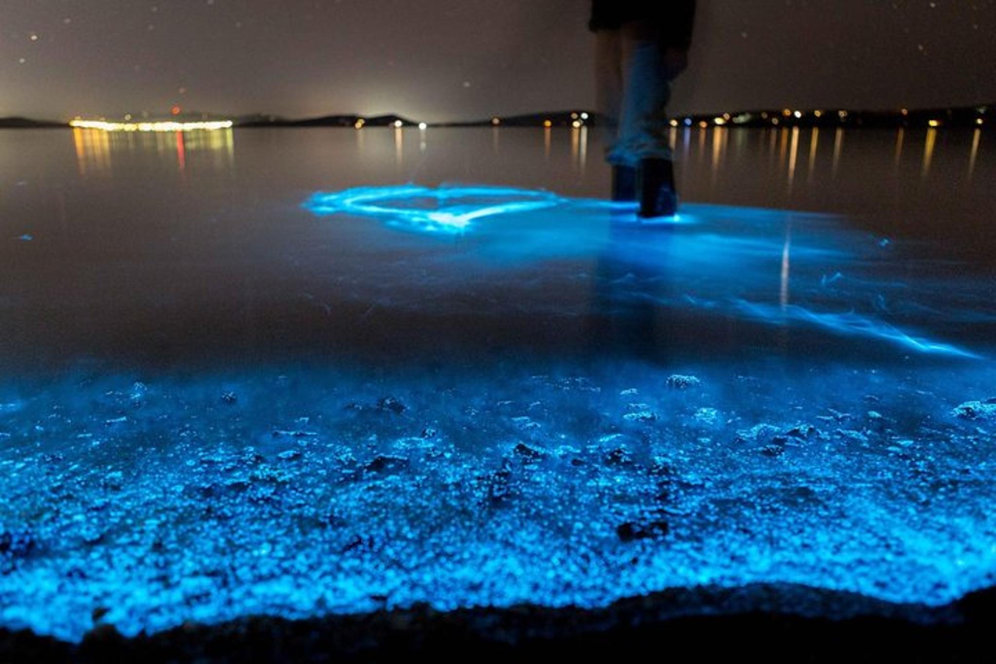 Titusville Bioluminescence Kayaking Tour 90 Min - Image 2