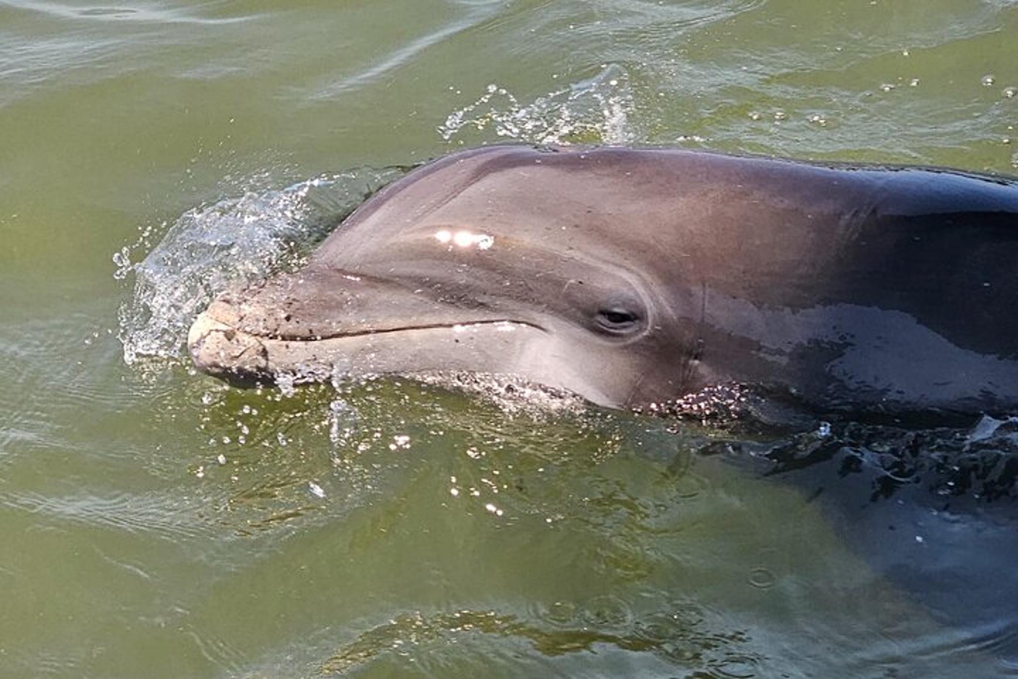 Hilton Head Dolphin and Nature Tour 1 hr
