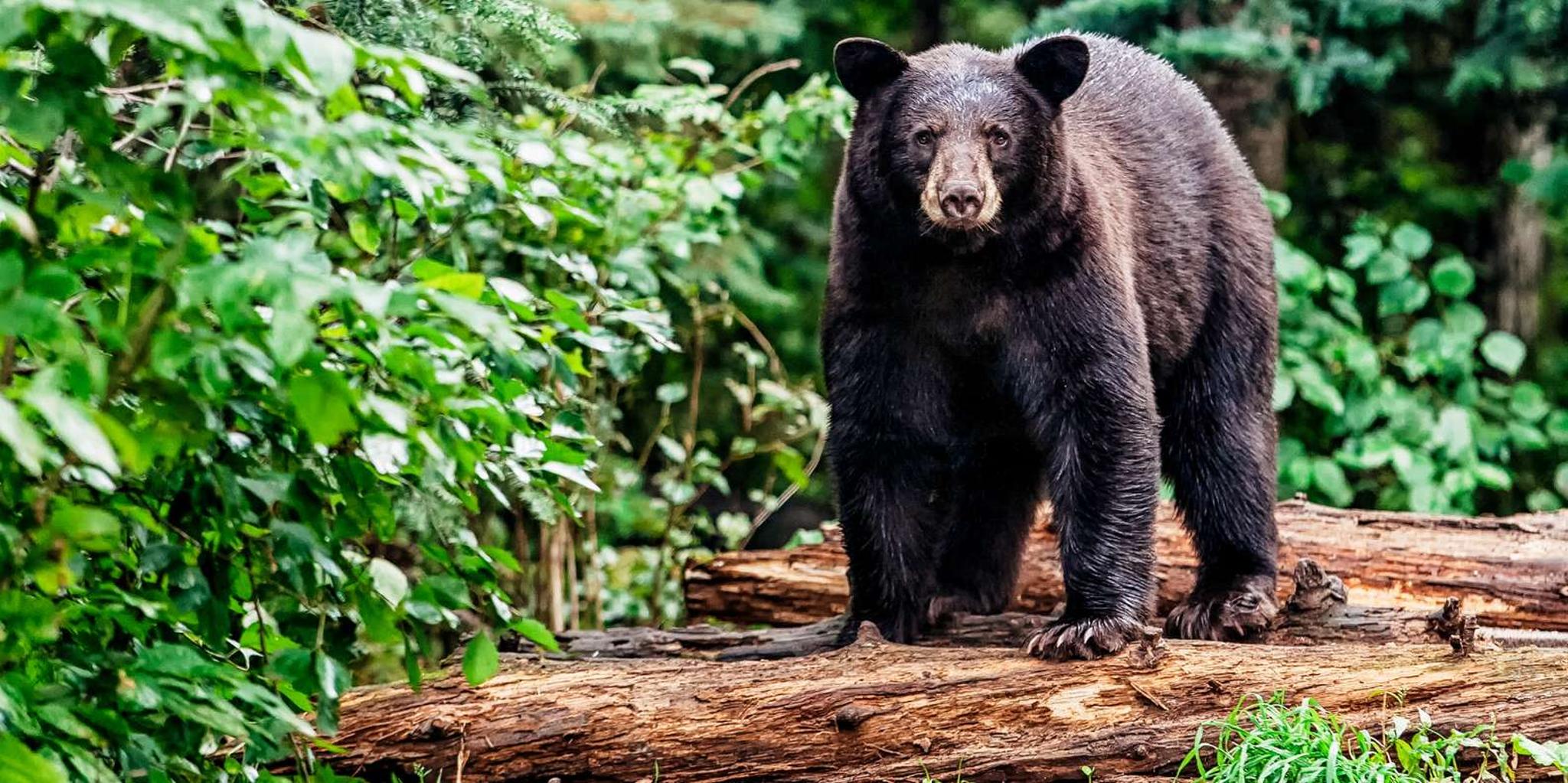 South Lake Tahoe Sightseeing Cruise - Image 3
