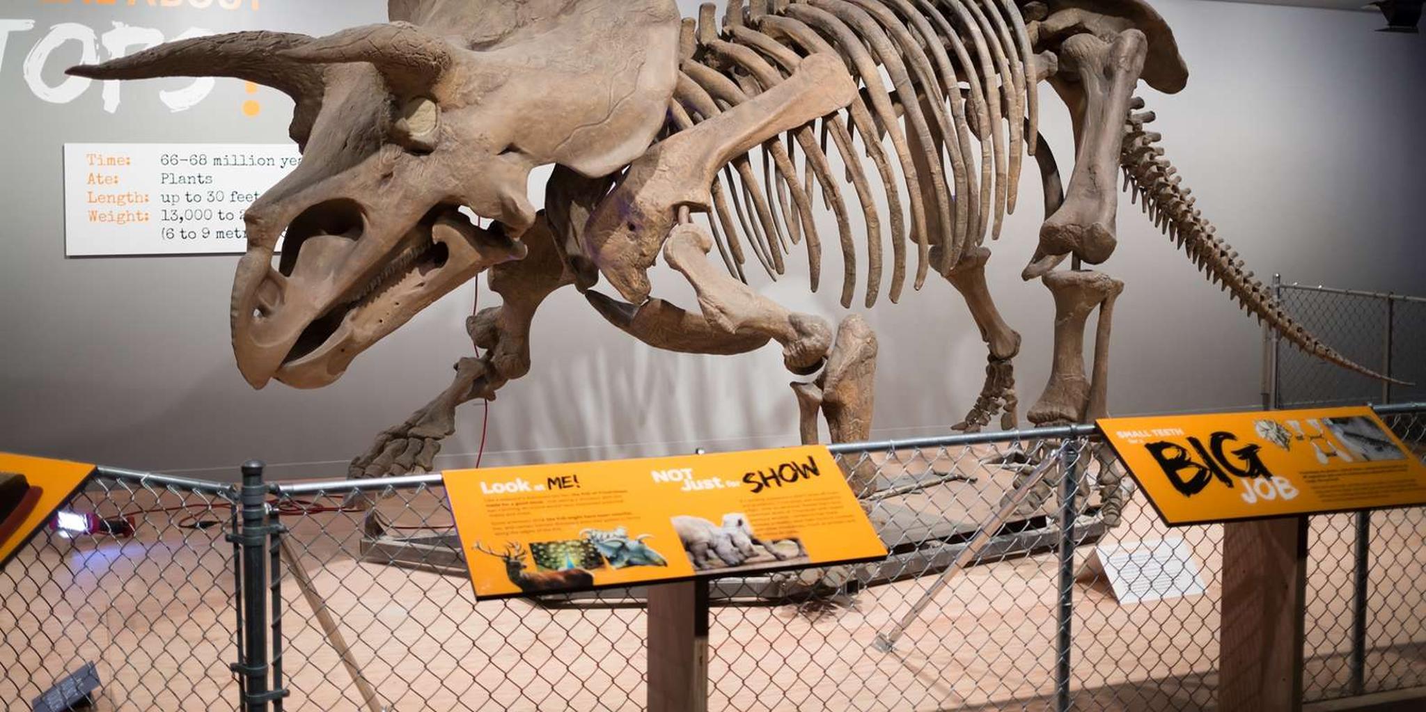 Washington DC Museum of Natural History Private Tour - Image 2