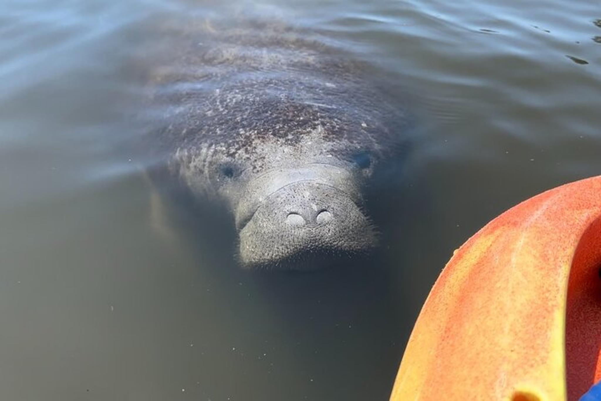 Anna Maria Island Manatee Kayak Tour 2 hr - Image 6