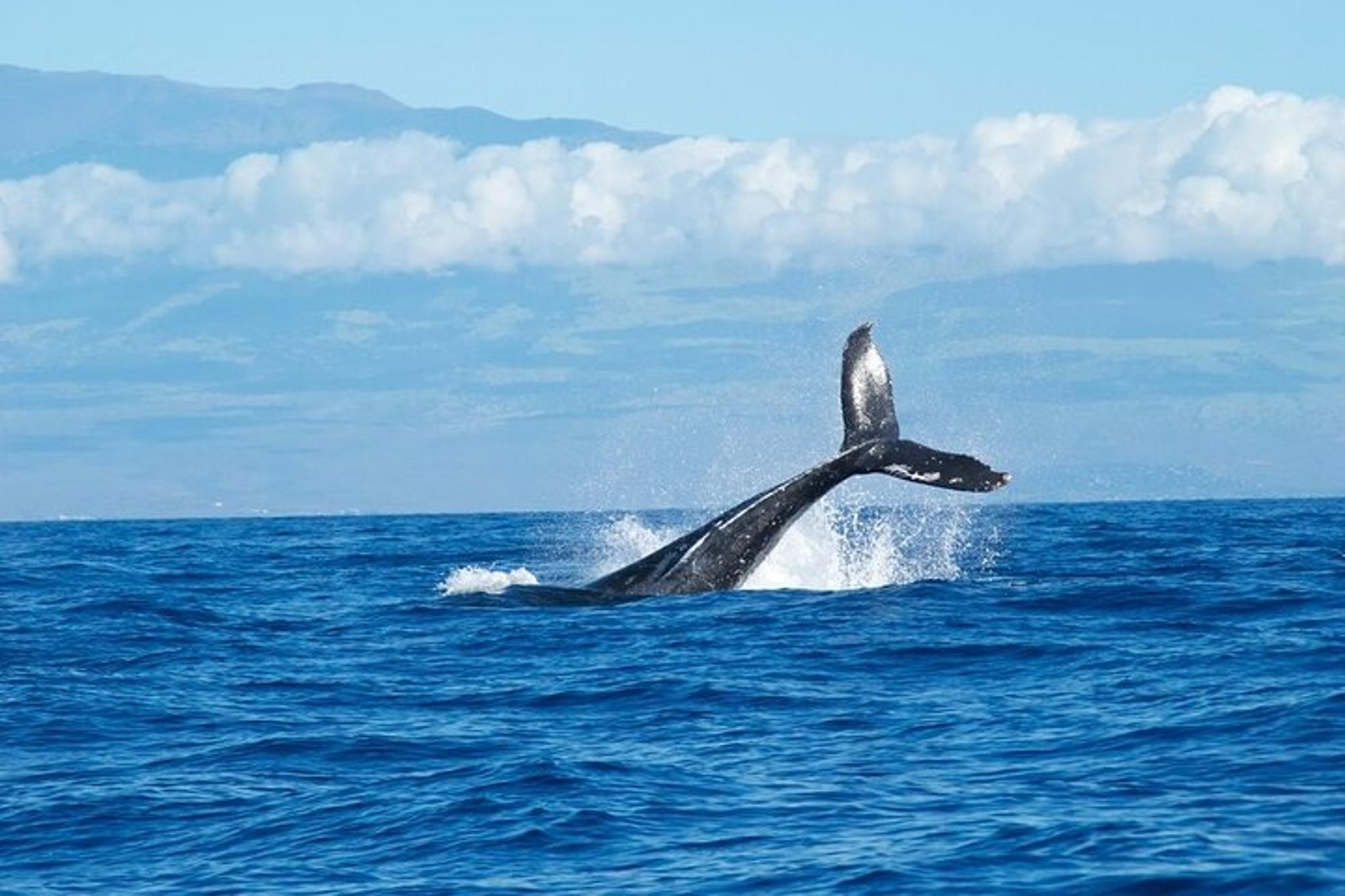 Honolulu Whale Watching Cruise - Image 2