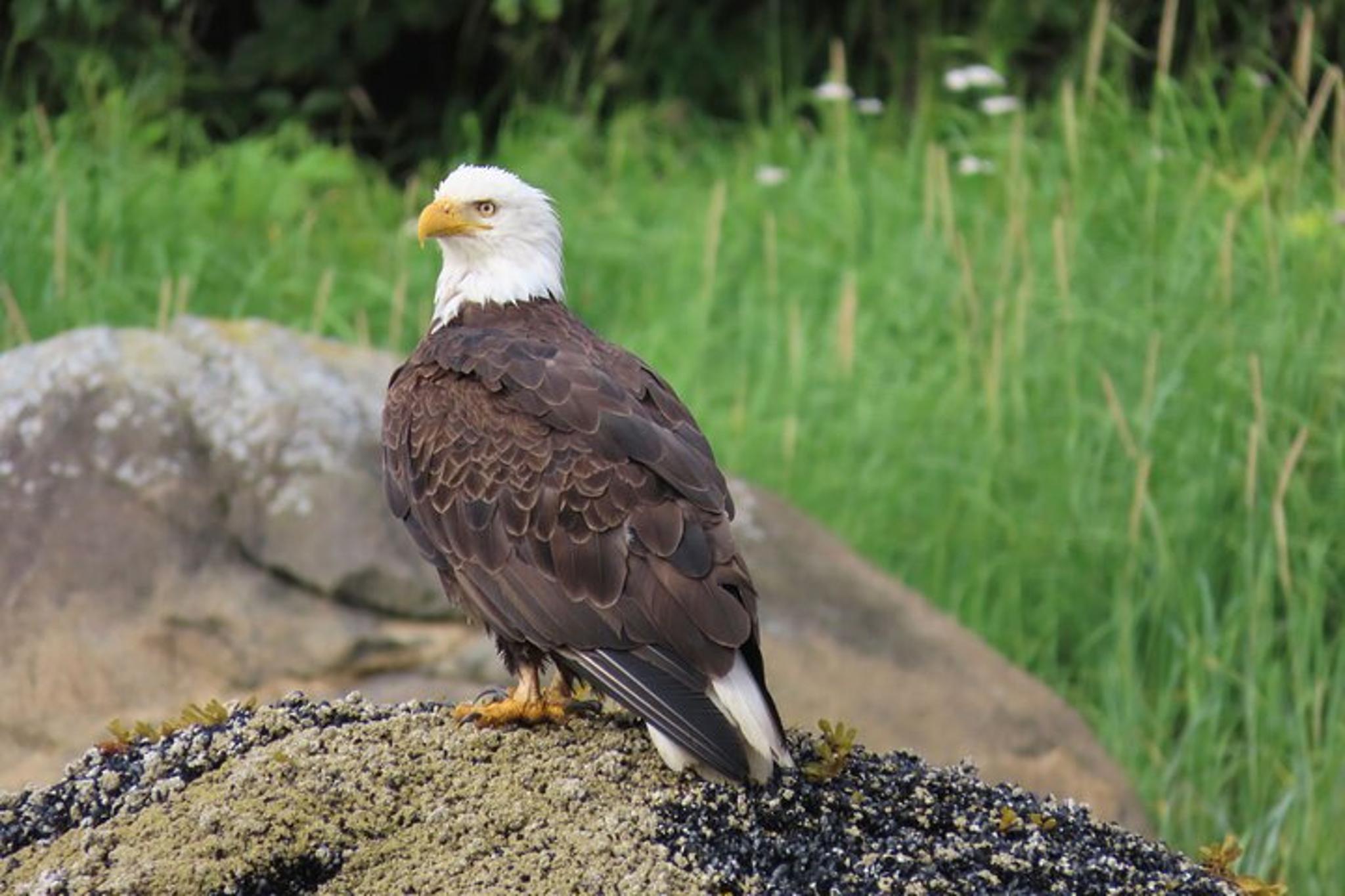 Sitka Whale Watch and Sea Otter Quest - Image 2