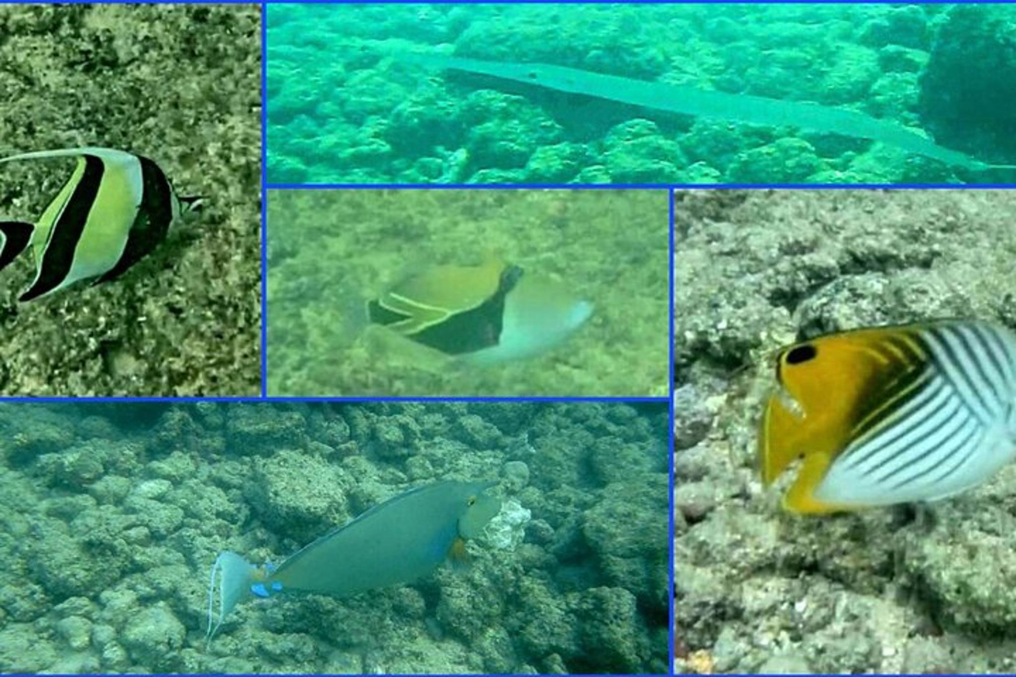 Poipu Sea Kayak Tour with Snorkeling - Image 4