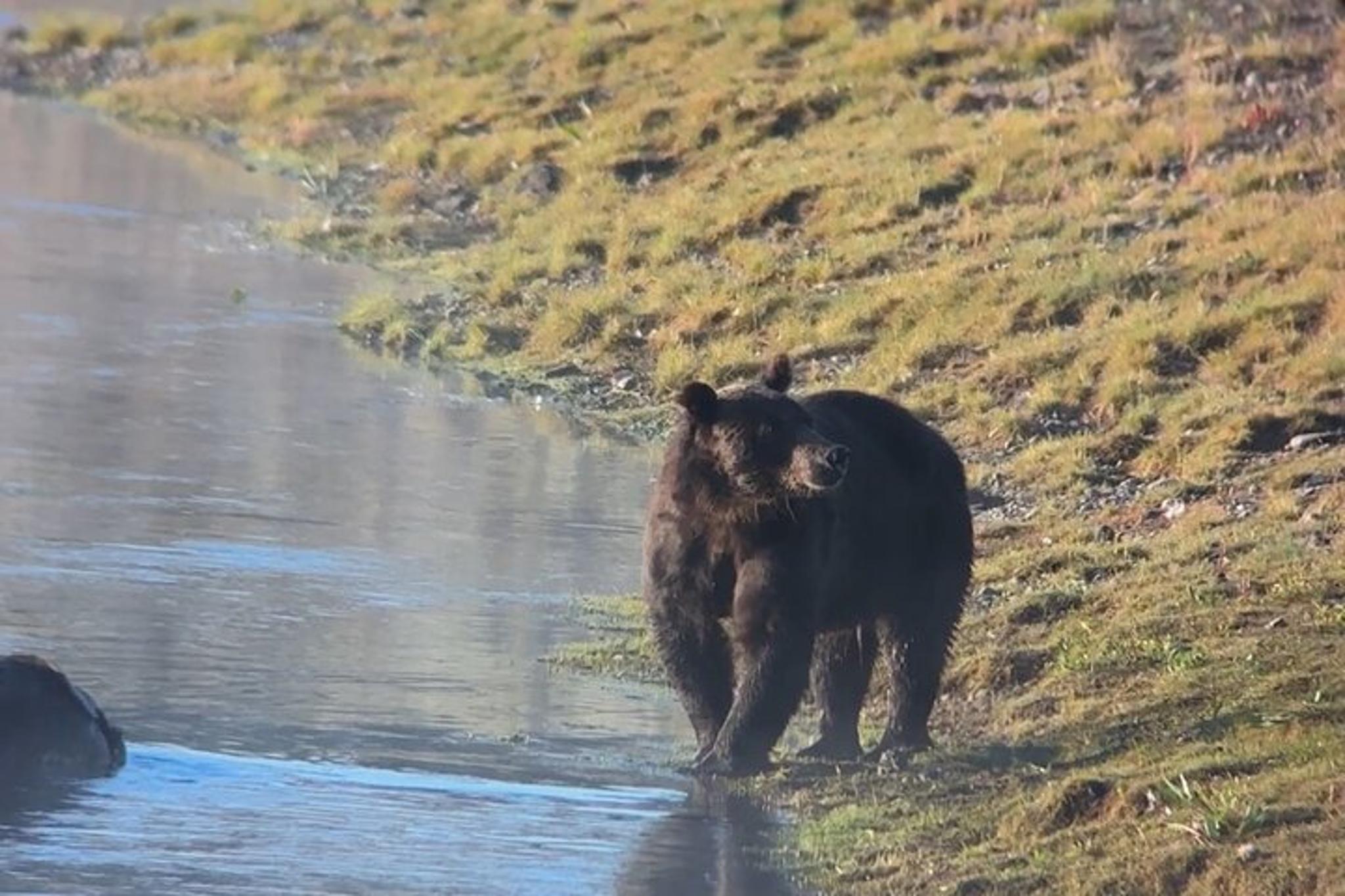 Yellowstone Lower Loop Wildlife & Hot Springs Tour - Image 5