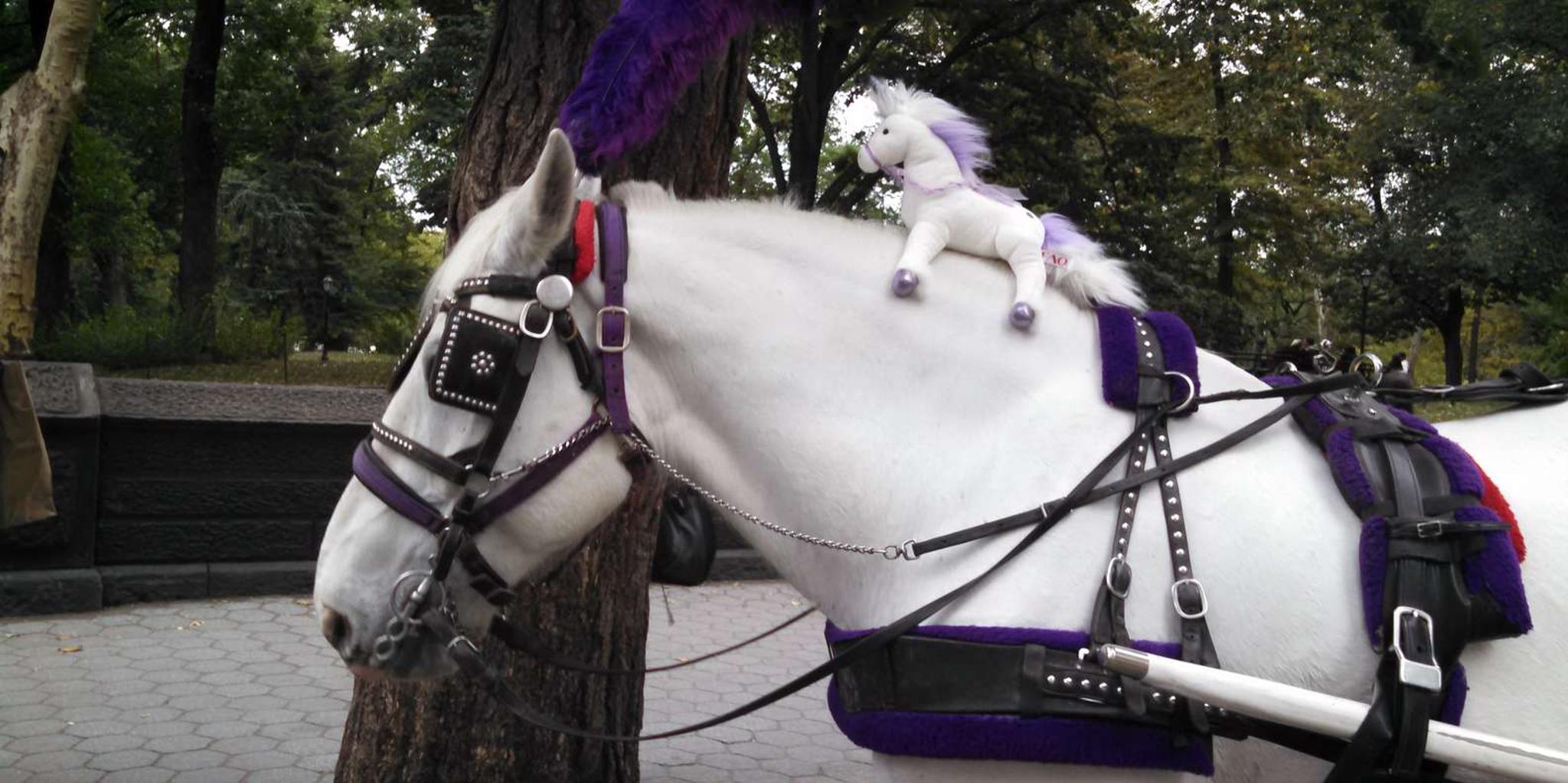 New York Central Park Carriage Ride - Image 6