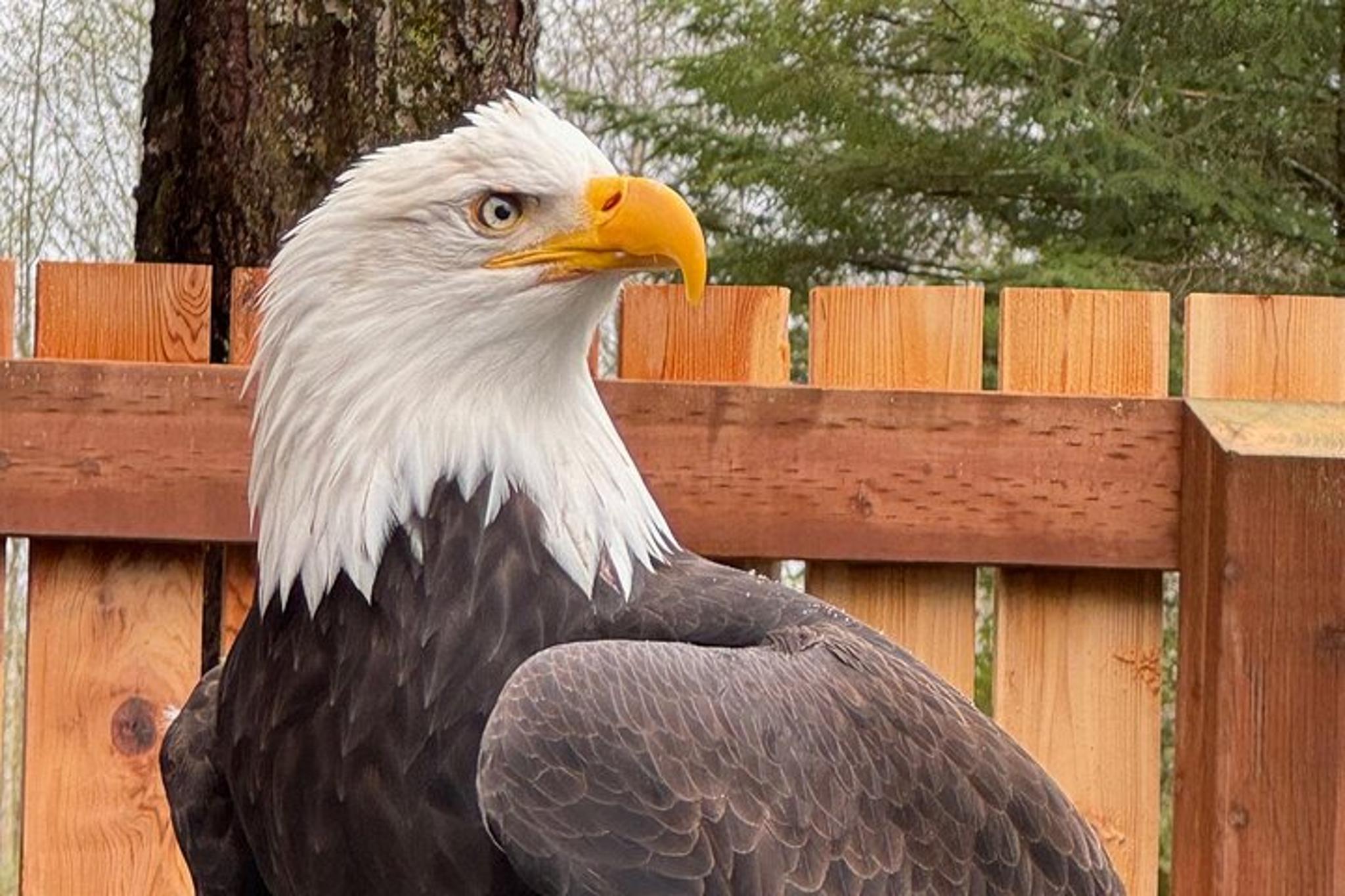 Sitka Walking Tour with Personal Guide - Image 1
