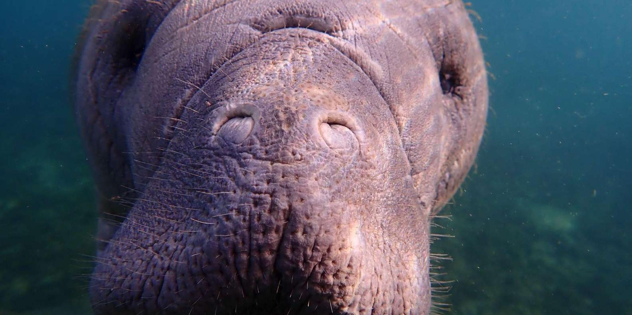 Crystal River Manatee Swim Tour - Image 2