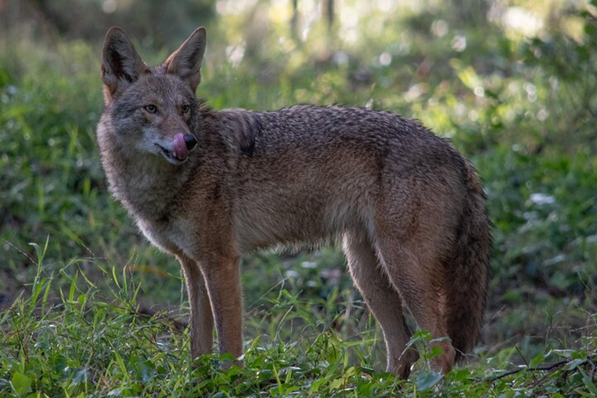 San Francisco Wildlife Walking Tour at Twilight - Image 5
