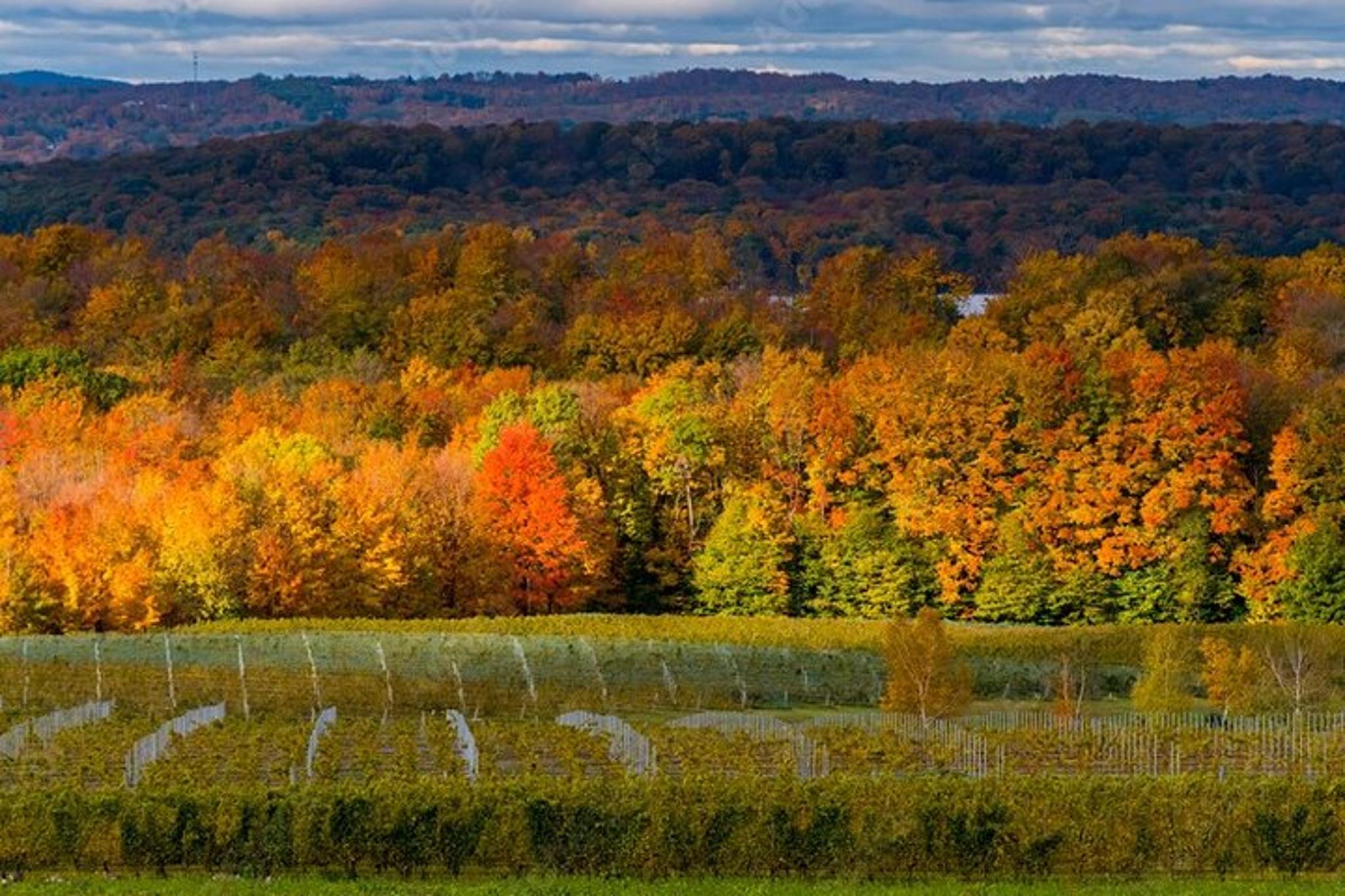 Traverse City Sunset Wine Tour on Old Mission Peninsula - Image 3