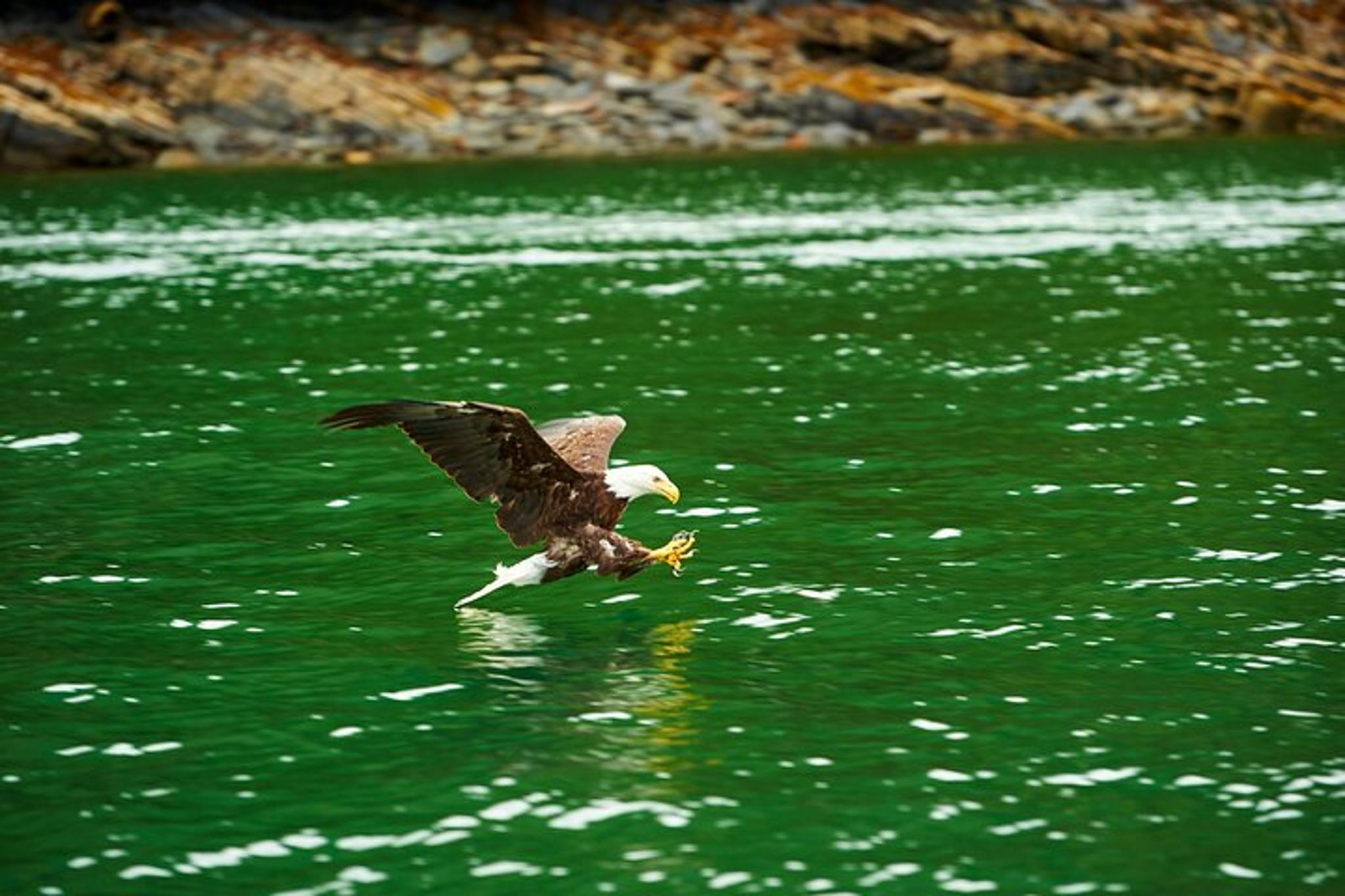 Ketchikan Alaskan Lodge Adventure and Seafeast - Image 3