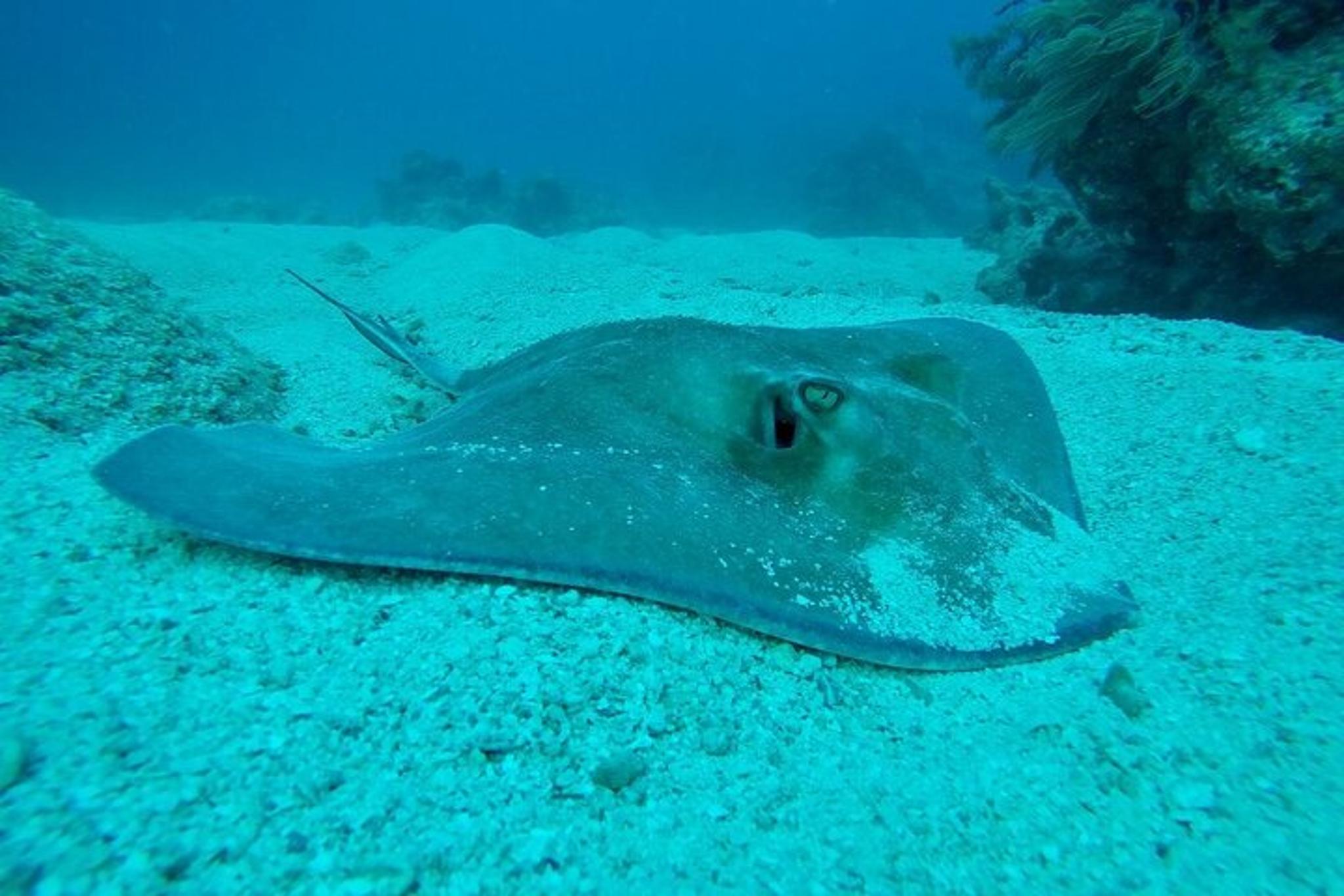 Key Largo Scuba Diving Adventure 3.5 hr - Image 5