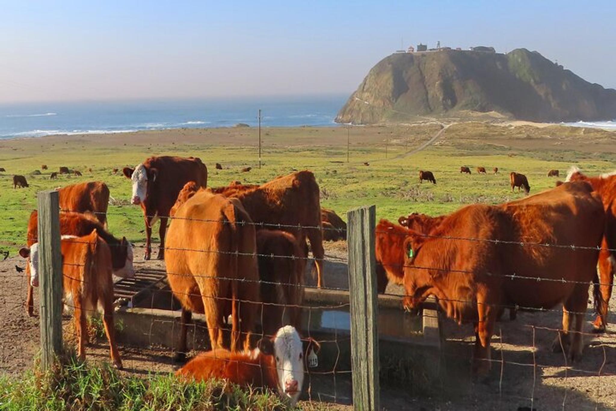California Coast Self-Guided Audio Tour - Image 4