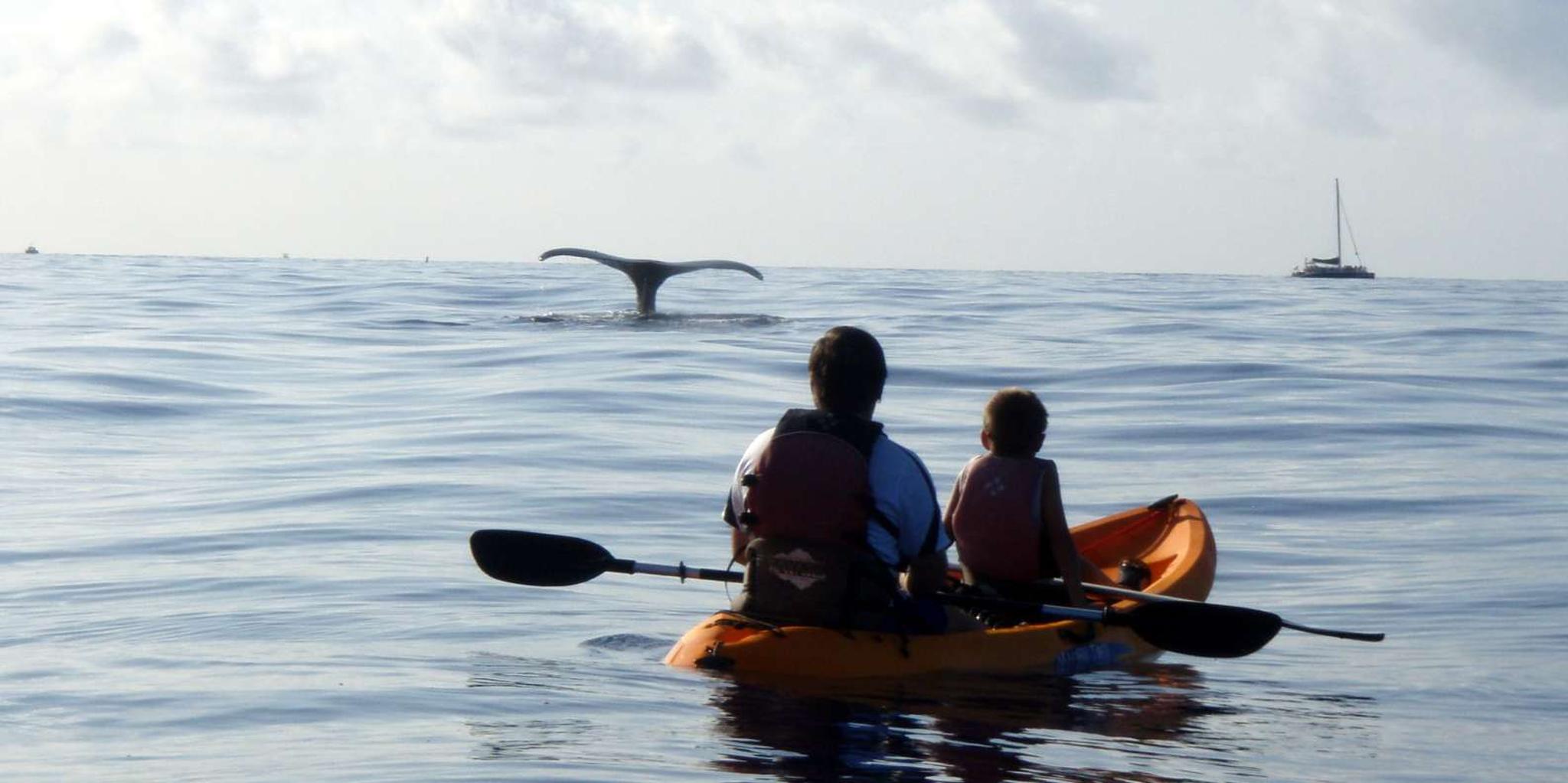 Kihei Whale Watch and Snorkel Kayak Tour - Image 3