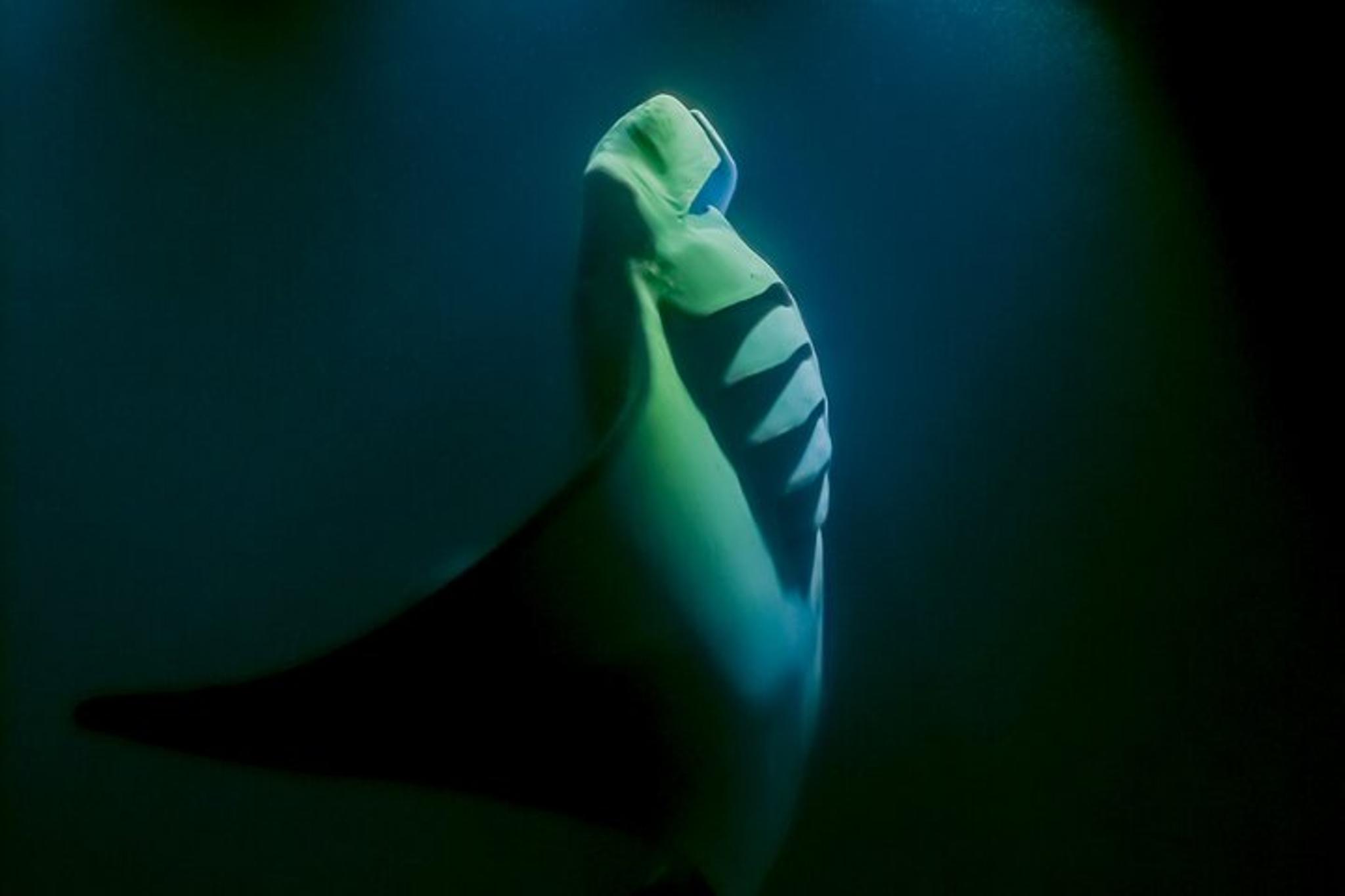 Kailua-Kona Manta Ray Snorkeling and Sunset Cruise - Image 6