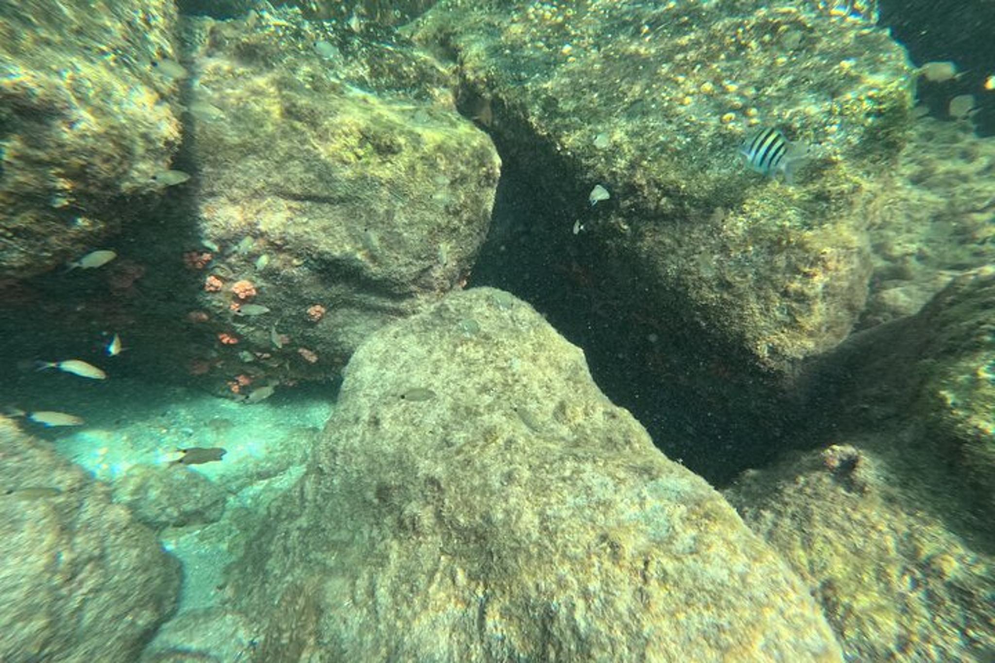 Riviera Beach Snorkeling Tour with GoPro 2 hr - Image 2