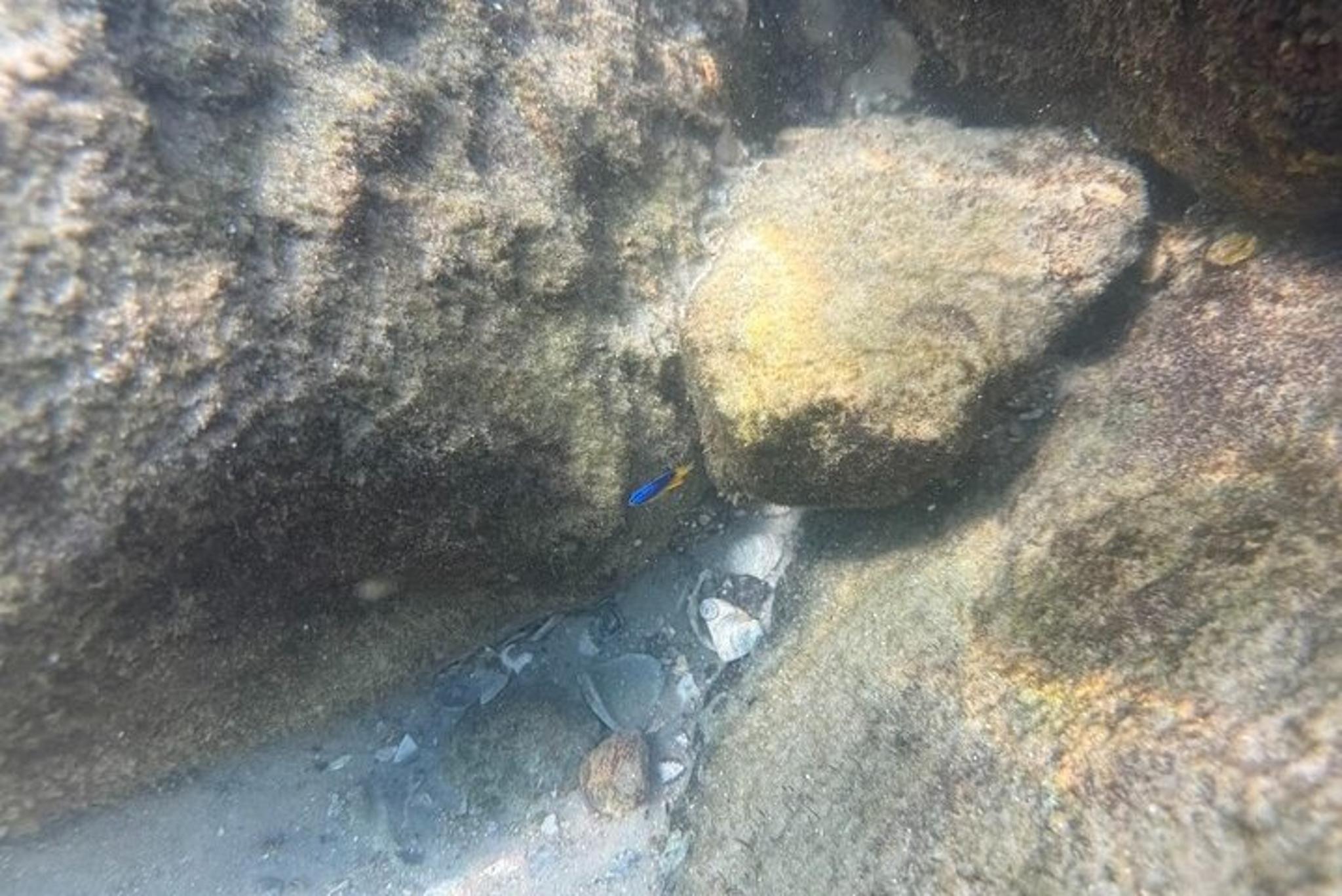 Orange Beach Snorkeling Excursion - Image 4