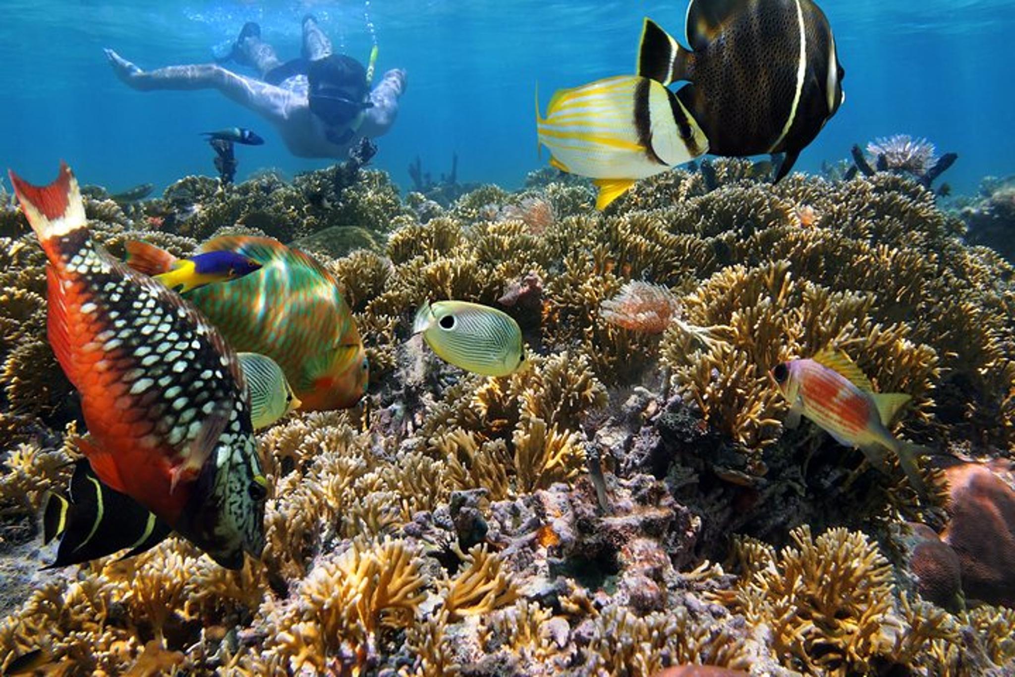 Honolulu Snorkeling Tour at Hanauma Bay - Image 4