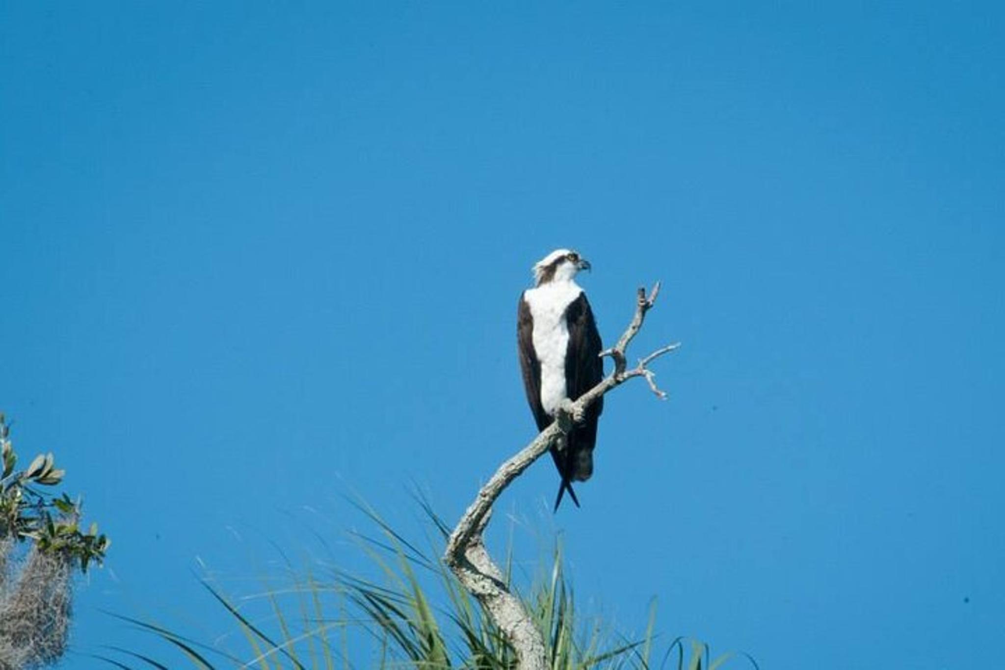 Crystal River Wildlife Safari Boat Cruise - Image 6