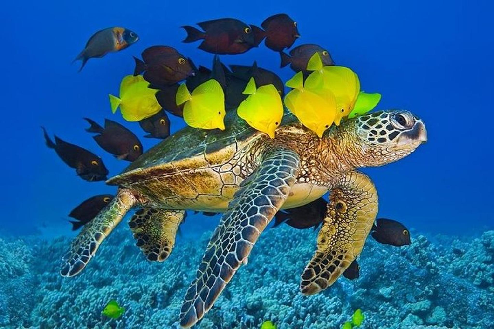 Maui Snorkel Adventure: Molokini Crater and Turtle Cove - Image 6