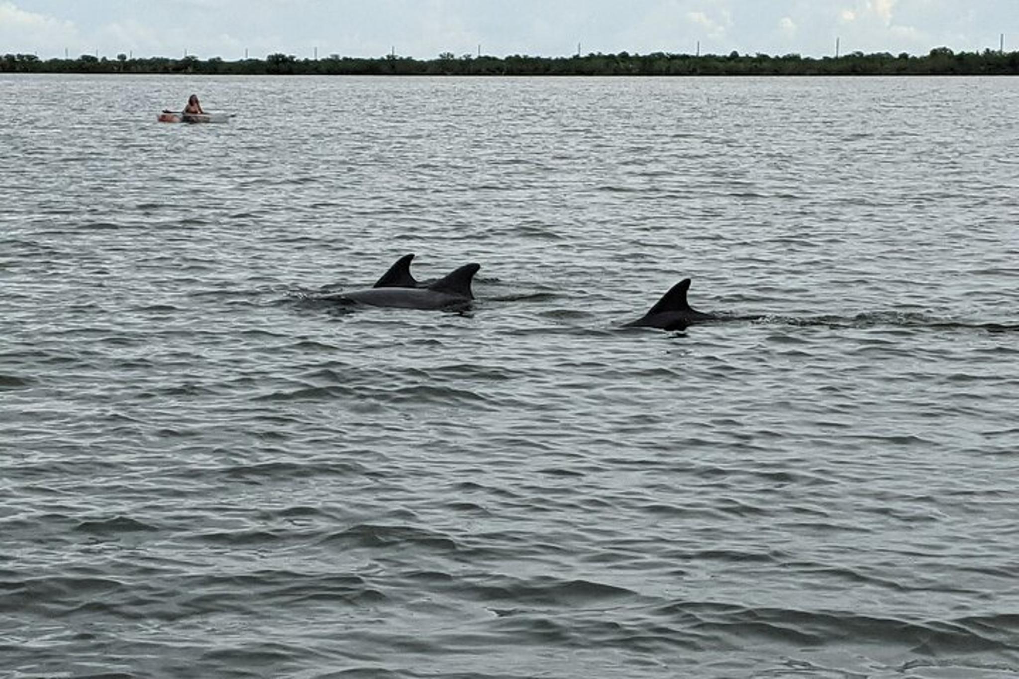Indian River Lagoon Clear Kayak or Paddleboard Tour - Image 3