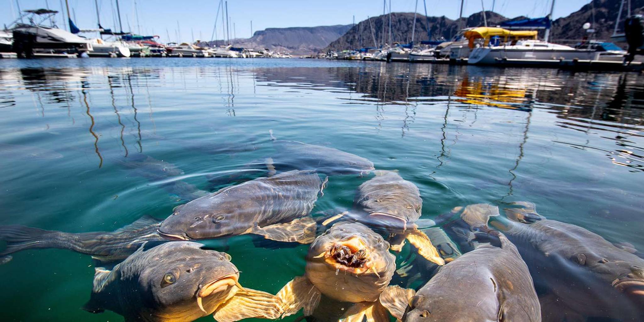 Las Vegas Lake Mead Wildlife and Seven Magic Mountains Tour - Image 5