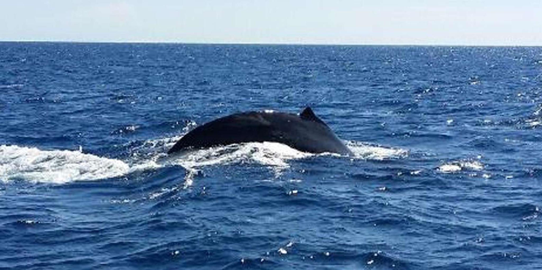 Waikoloa Whale Watching Catamaran Tour 1.5 hr