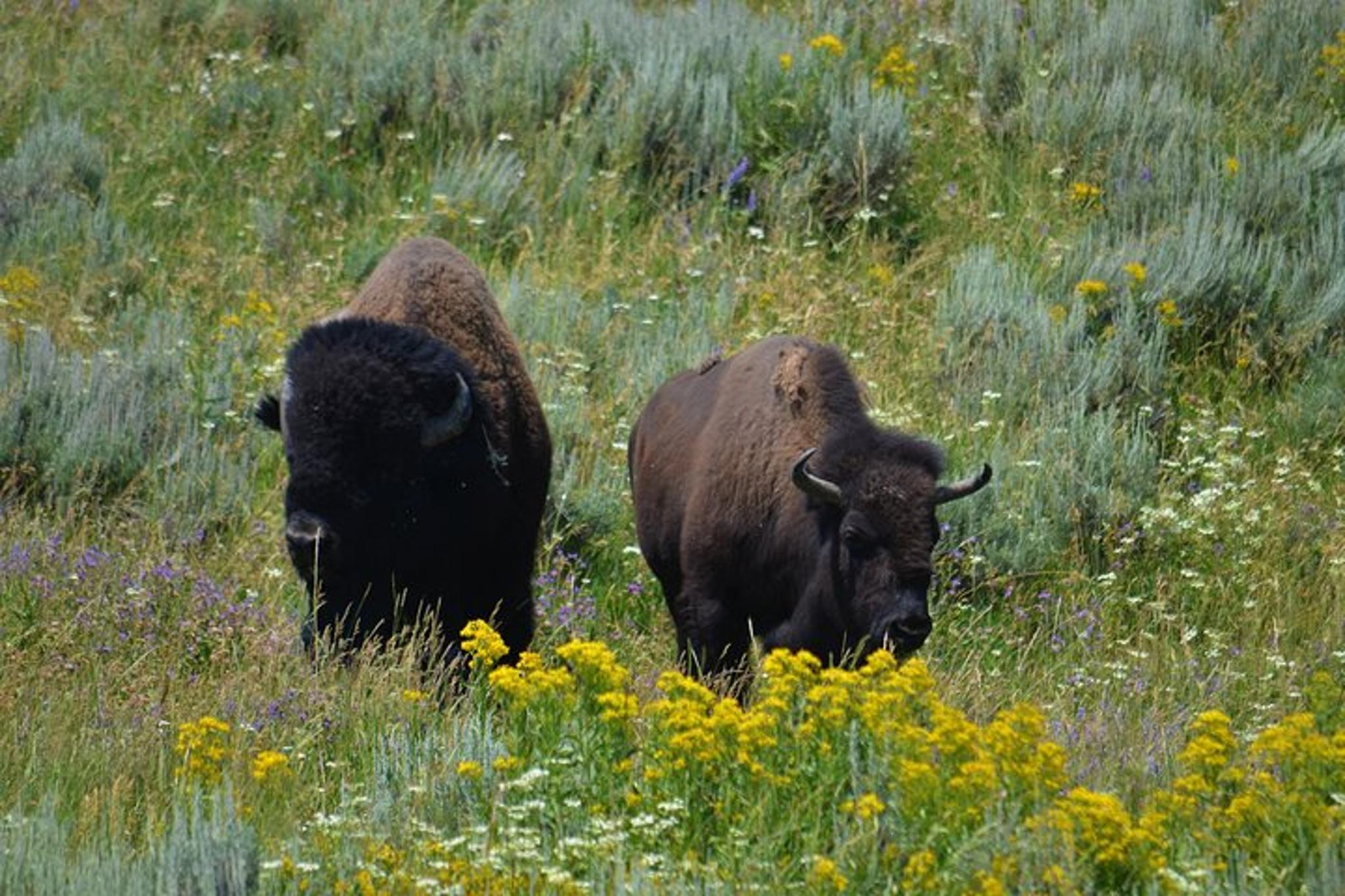 Jackson Grand Teton National Park Private Tour 6 hr - Image 3