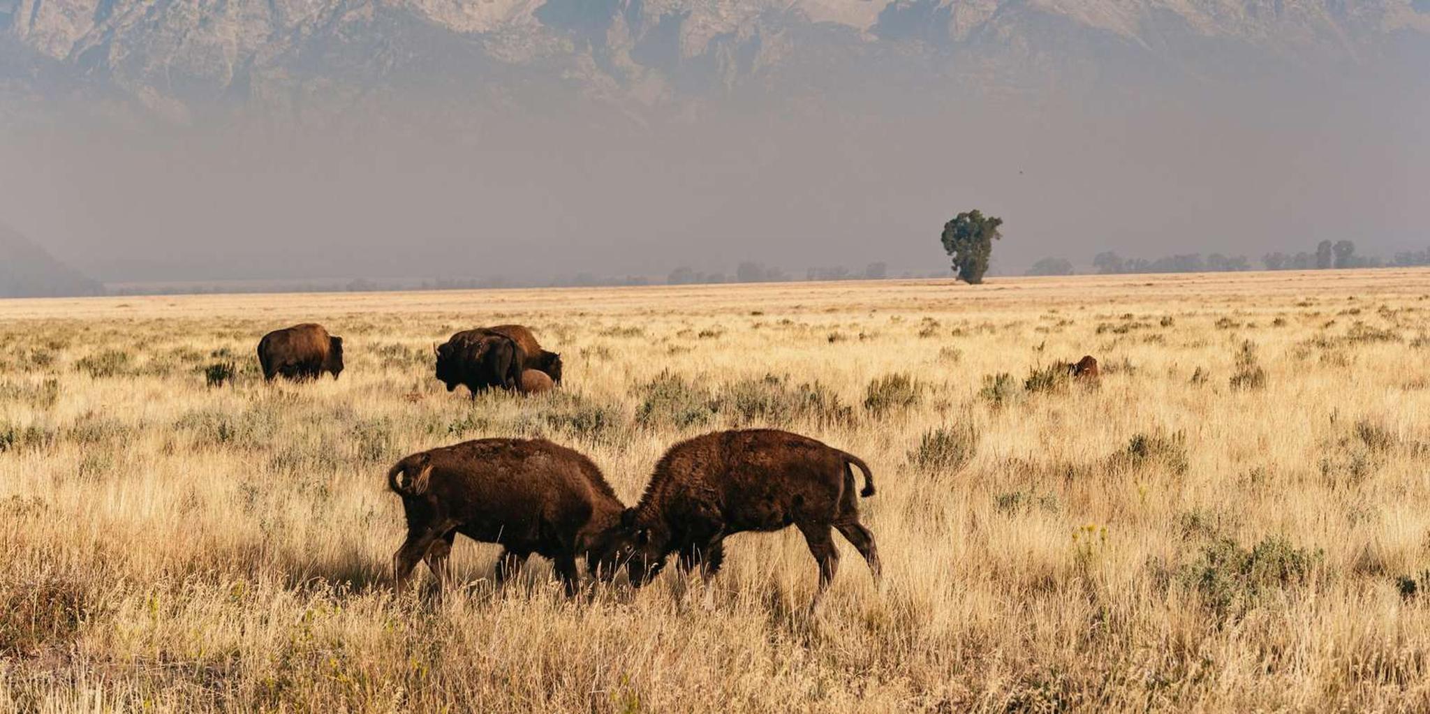 Jackson Grand Teton Wildlife Safari - Image 4