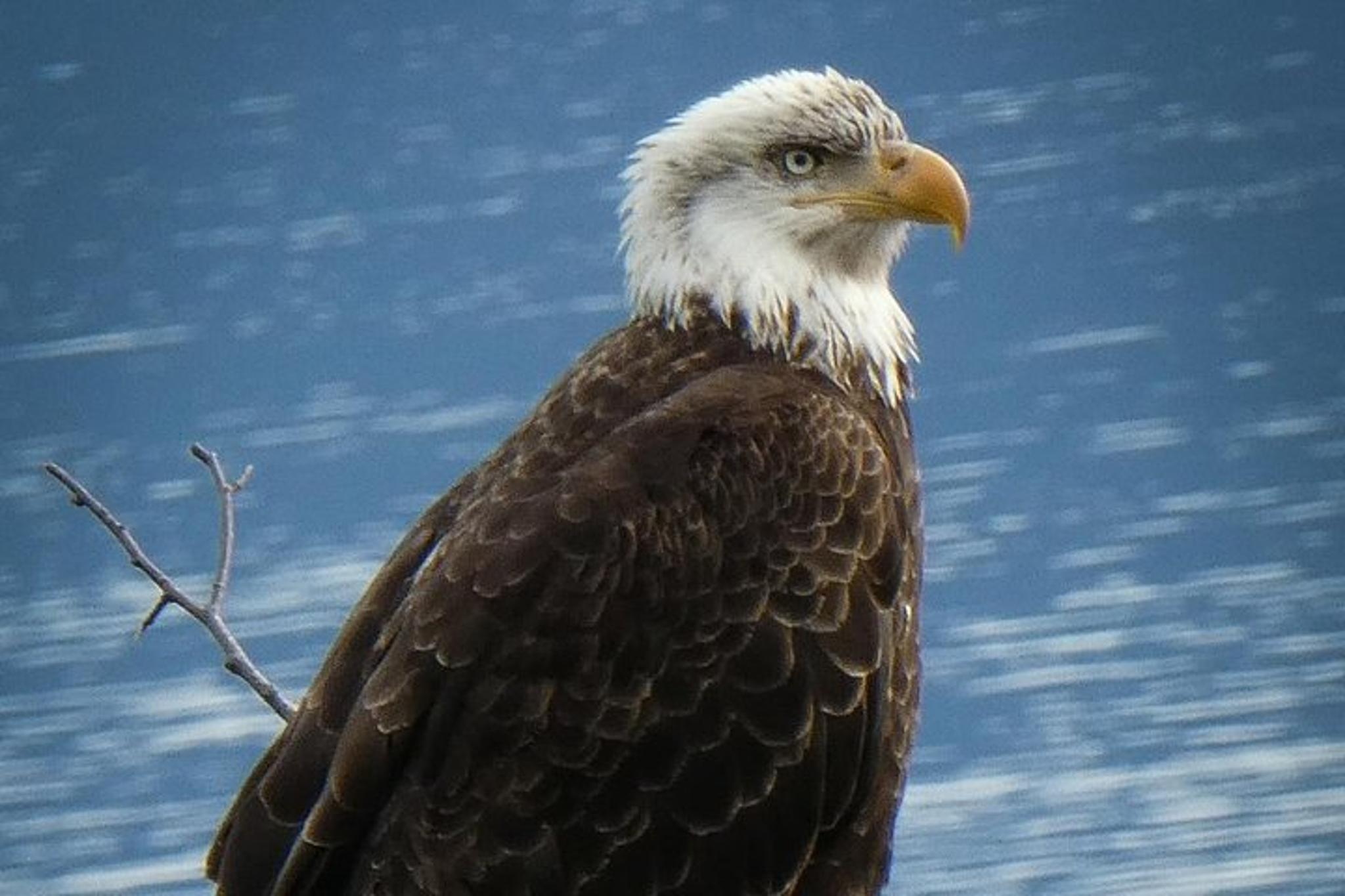 Haines Nature and Wildlife Viewing 2.5 hr - Image 2