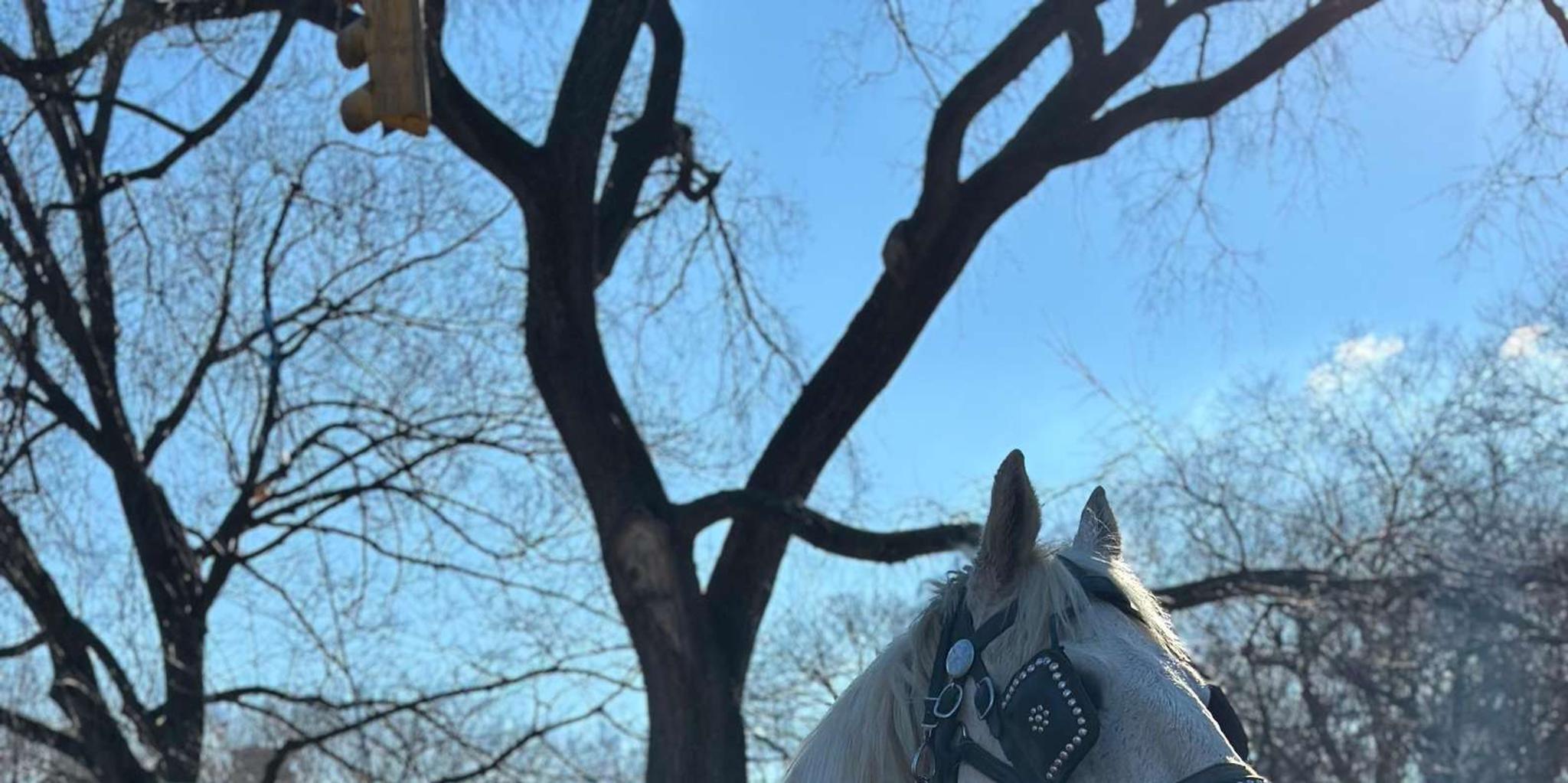 New York Central Park Horse Carriage Ride - Image 3