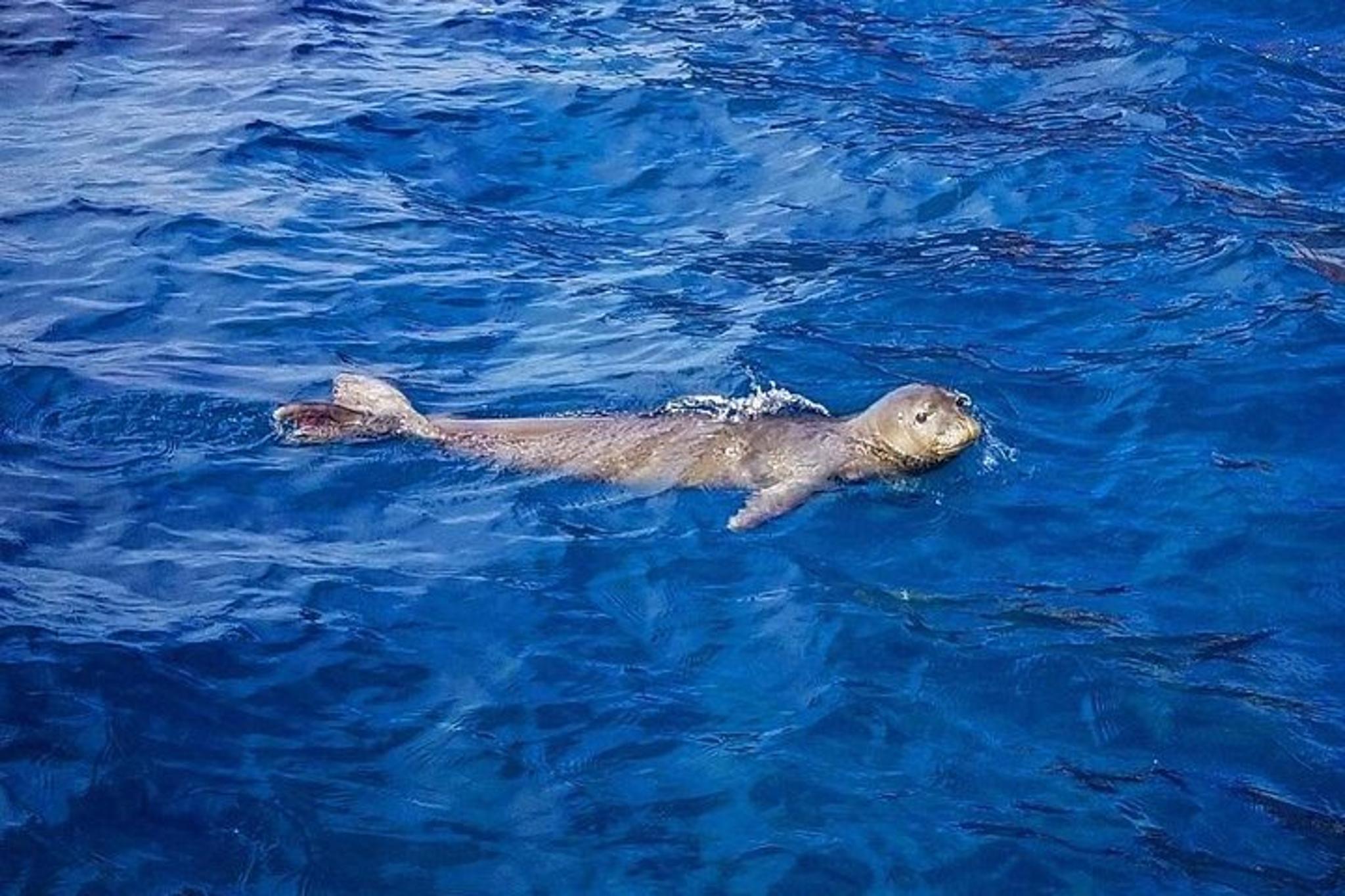 Kaanapali Snorkel Tour from Beach - Image 6